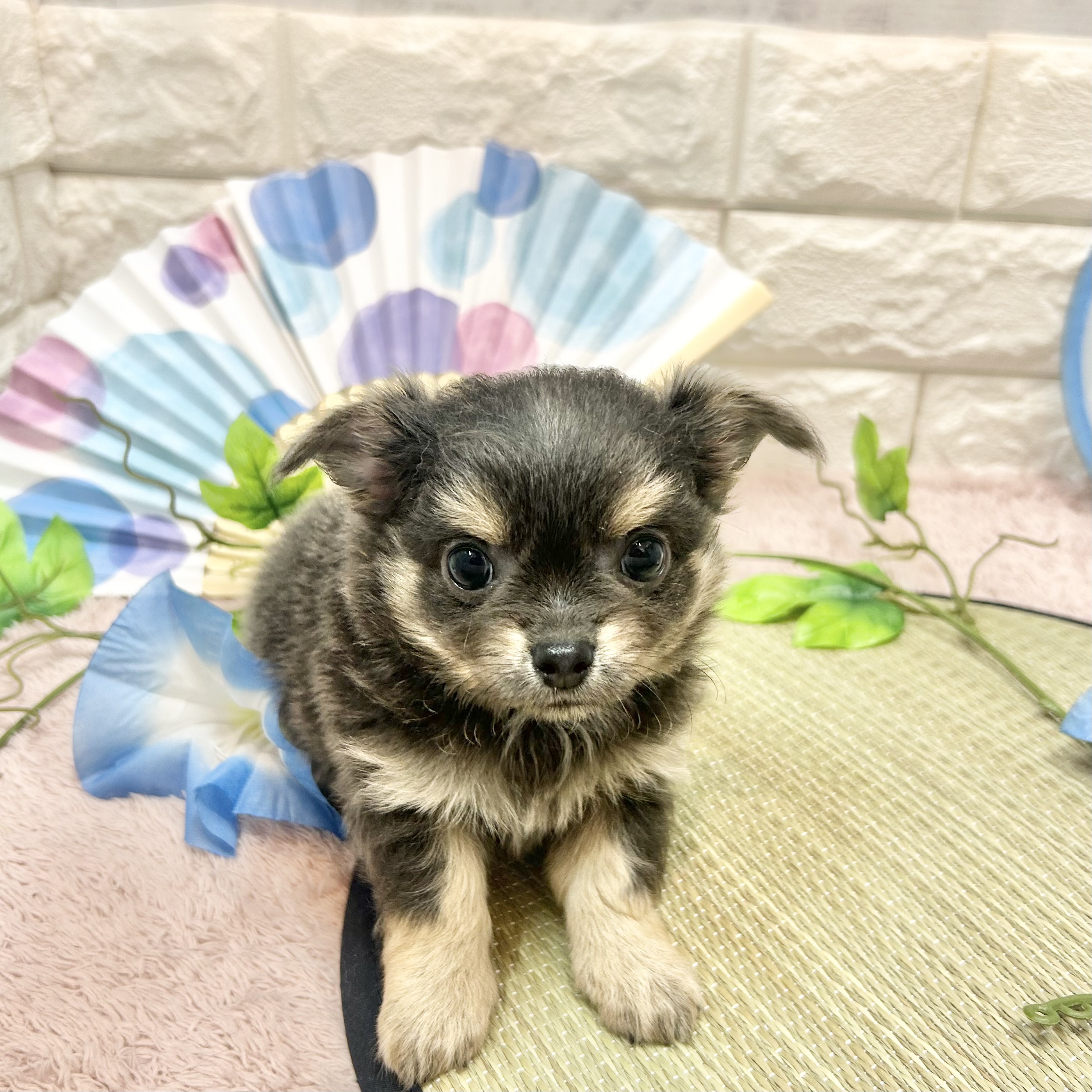 静岡県のチワワ(ロング) (犬の家＆猫の里プレ葉ウォーク浜北店/2026年5月5日生まれ/男の子/ブルータン)の子犬の1枚目の画像