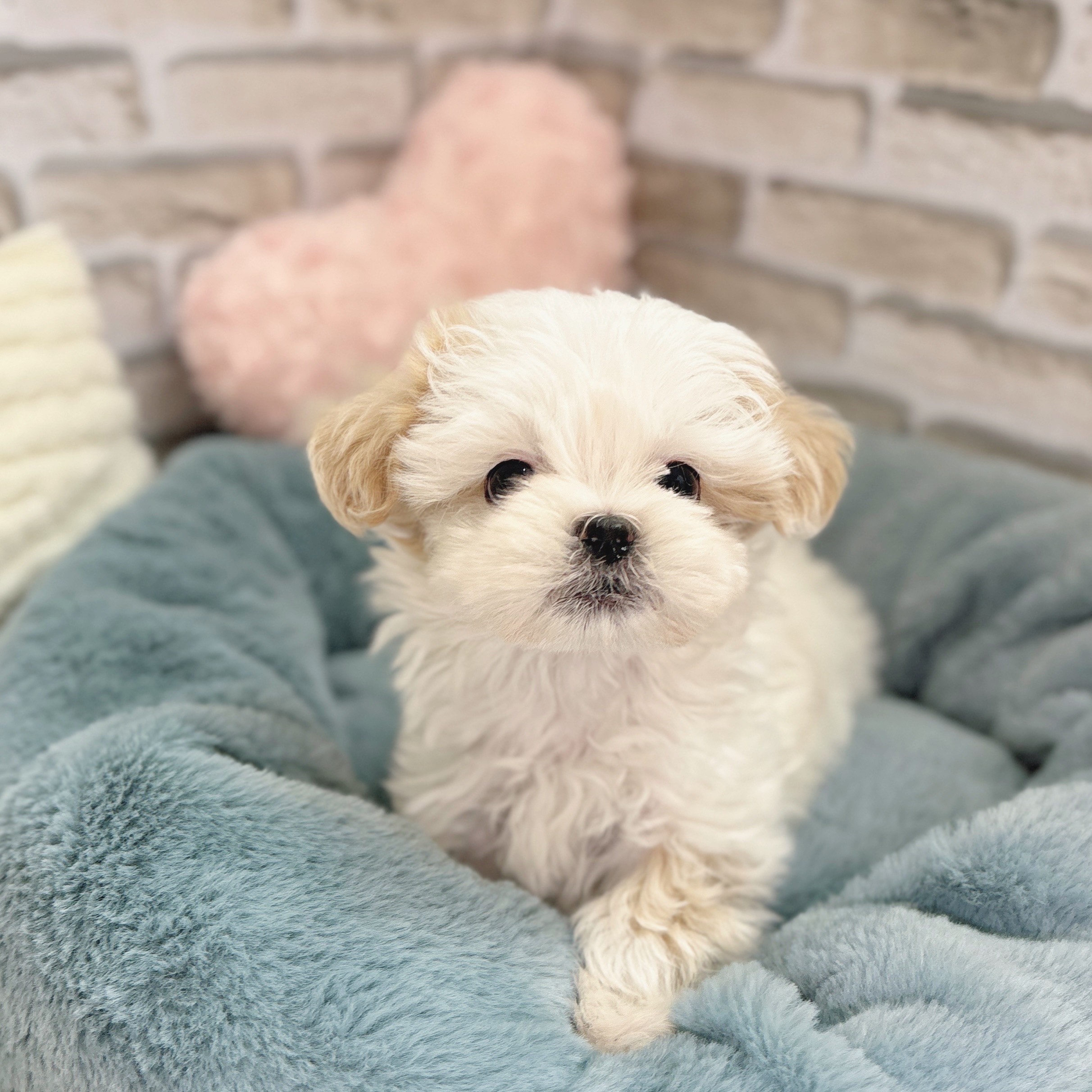 ハーフ犬男の子の写真