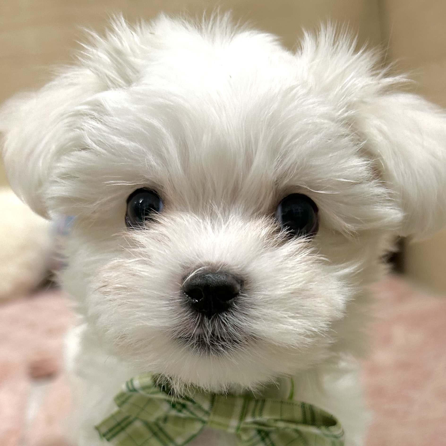 大阪府のマルチーズ (犬の家＆猫の里そよら東岸和田店/2025年9月27日生まれ/男の子/ホワイト)の子犬