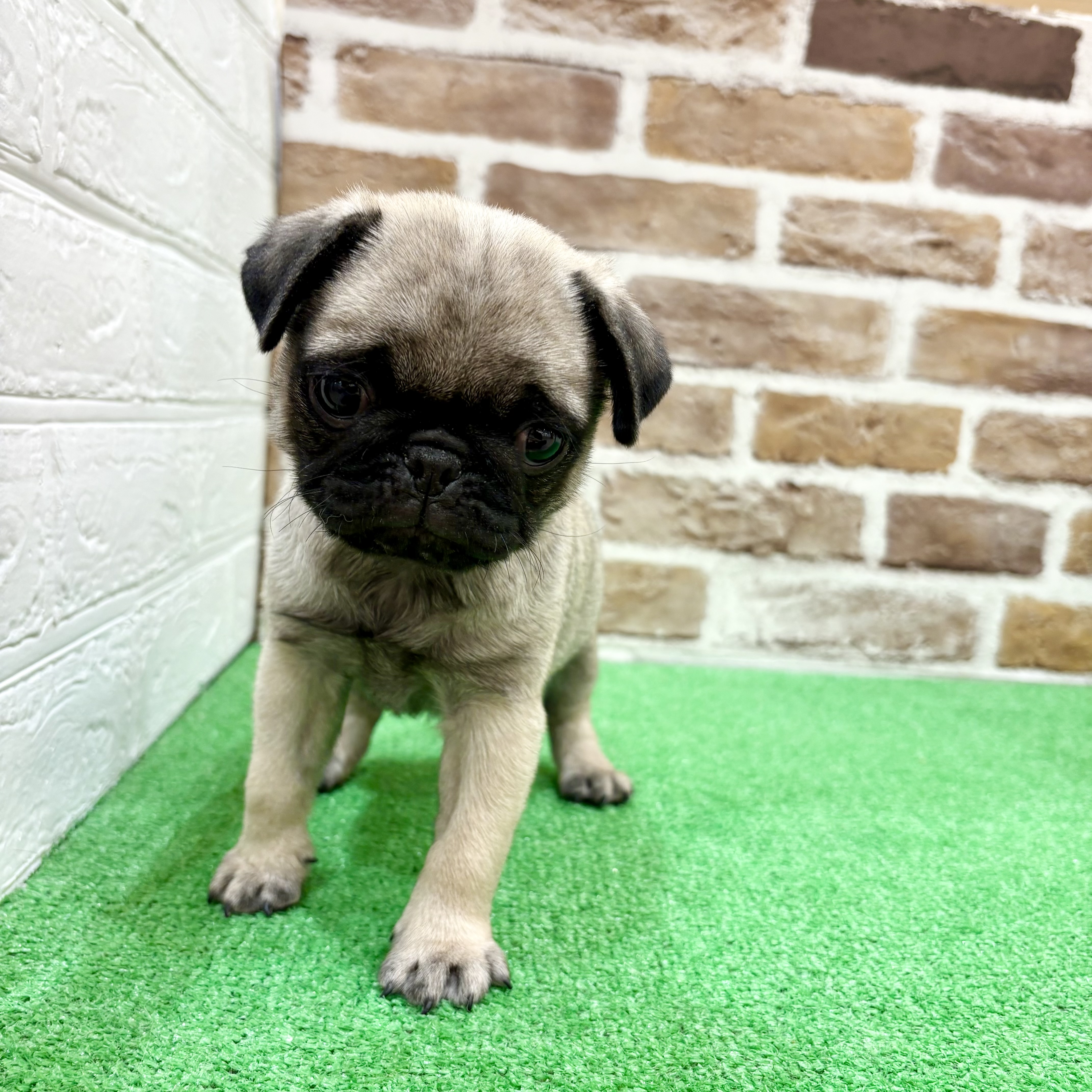 三重県のパグ (犬の家＆猫の里三重桑名店/2025年12月5日生まれ/男の子/フォーン)の子犬の2枚目の画像