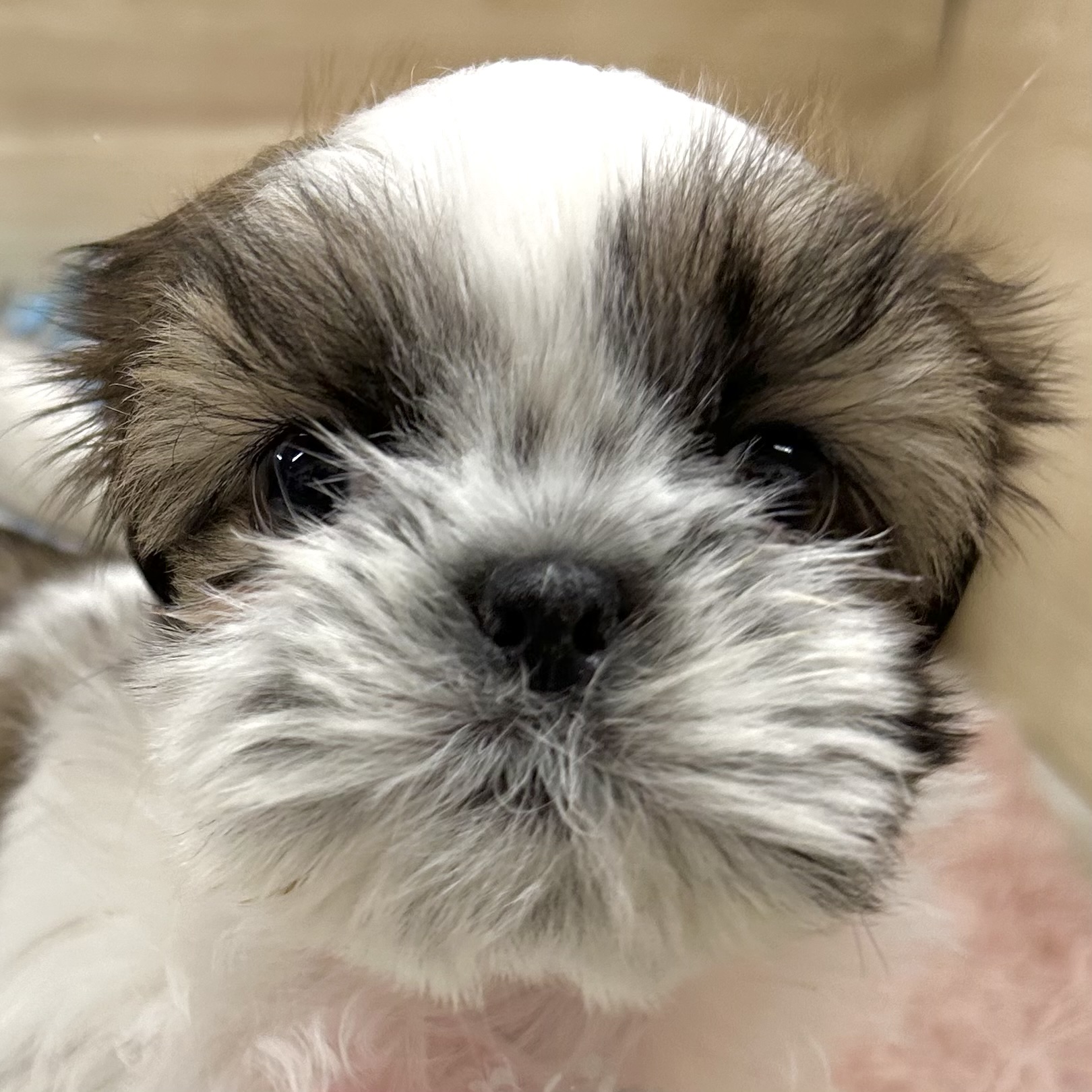 大阪府のシーズー (犬の家＆猫の里そよら東岸和田店/2025年9月23日生まれ/女の子/ホワイトゴールド)の子犬