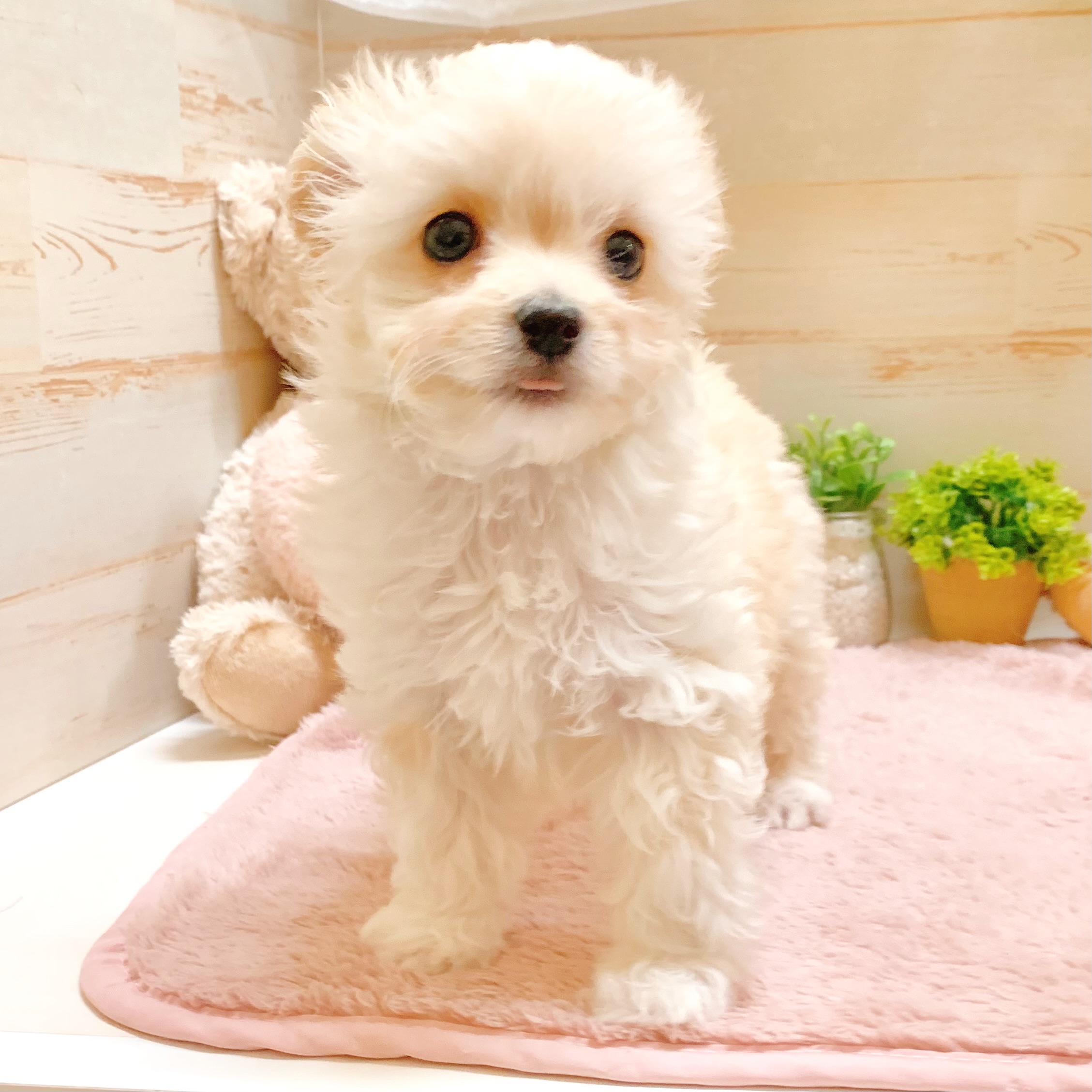 兵庫県のチワプー/プーチー(チワワ×プードル) (犬の家＆猫の里神戸店/2026年1月27日生まれ/女の子/クリーム)の子犬の2枚目の画像