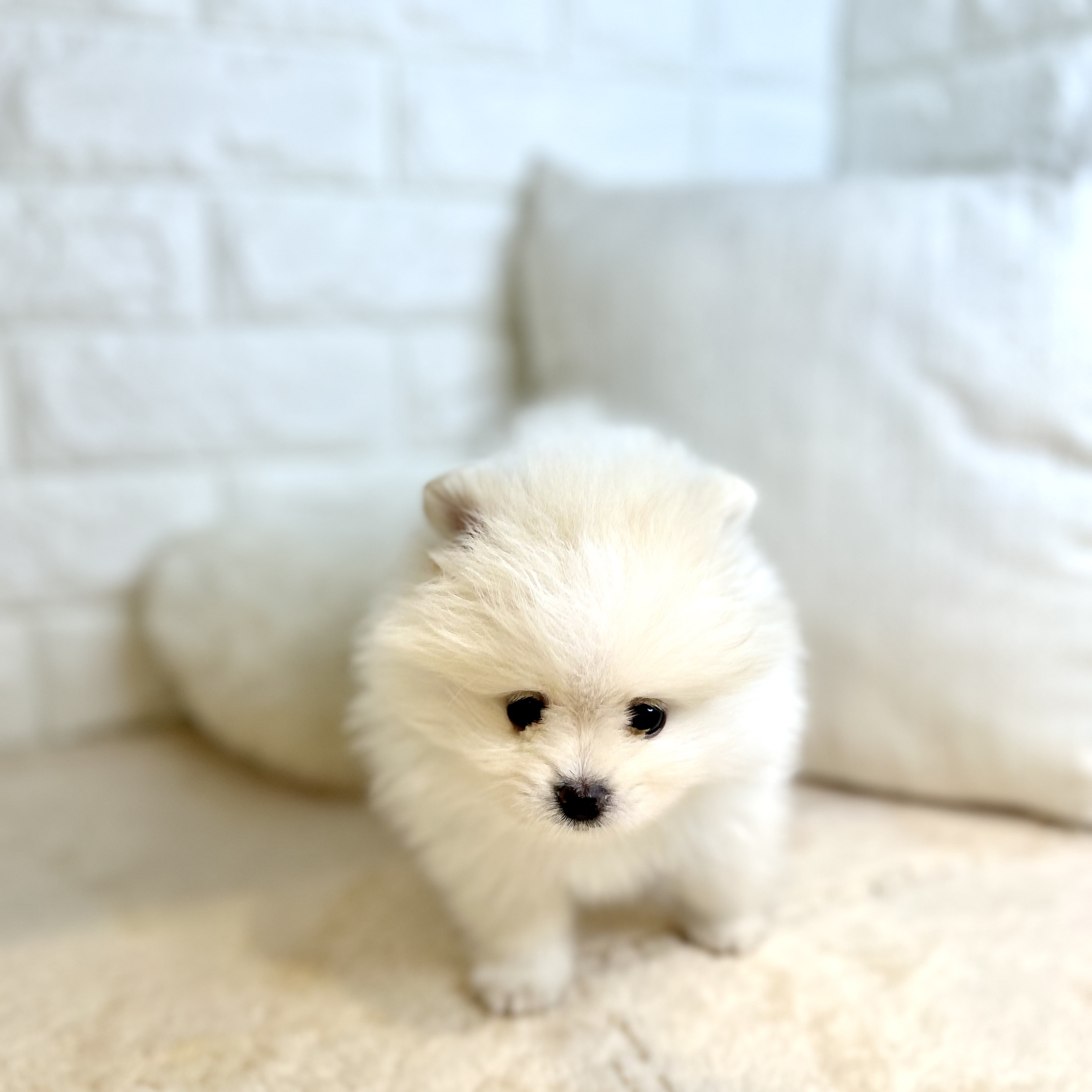 東京都のポメラニアン (犬の家＆猫の里新宿店/2026年1月26日生まれ/男の子/ホワイト)の子犬の2枚目の画像