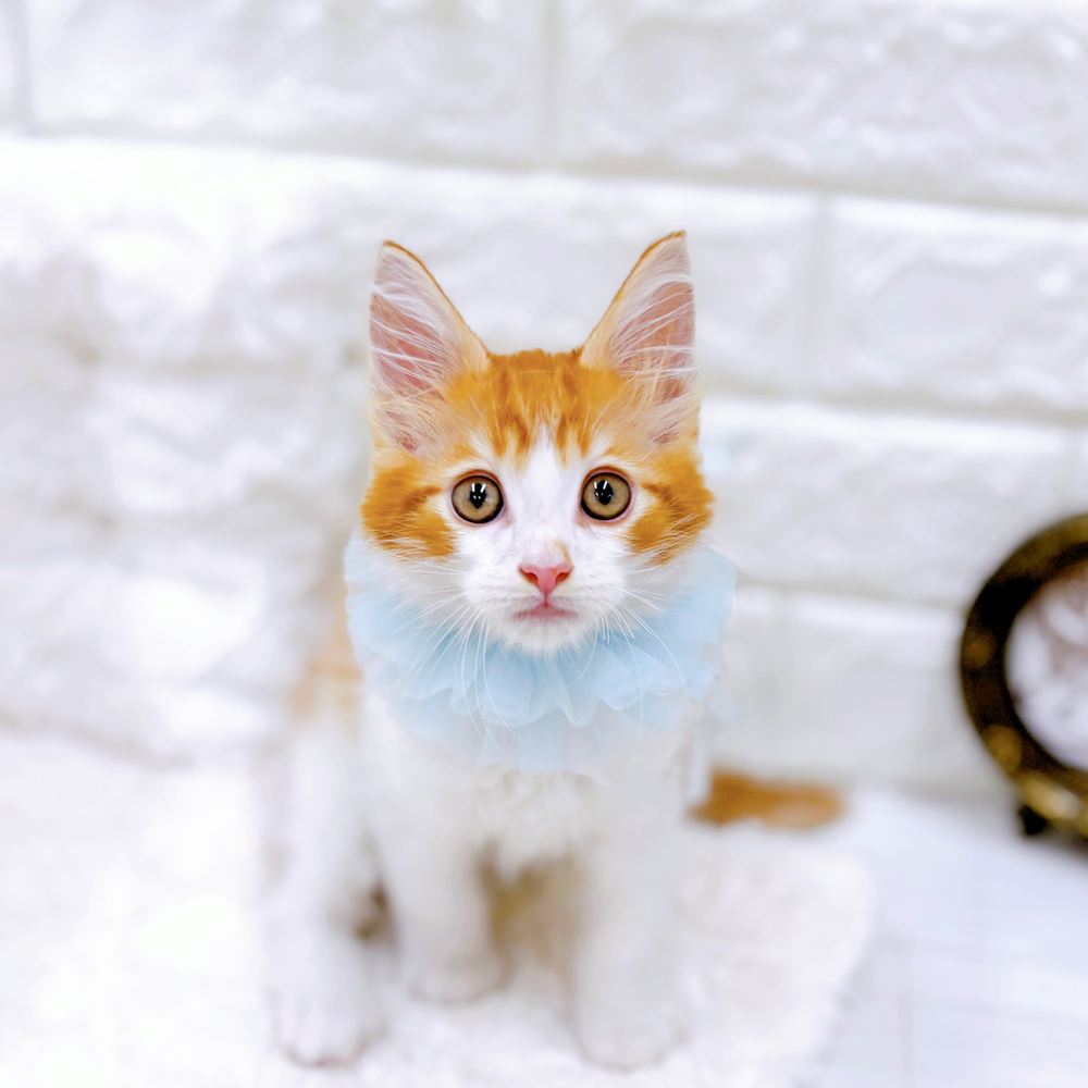 福井県のメインクーン (犬の家＆猫の里アミーゴ福井店/2026年5月12日生まれ/男の子/レッドタビーホワイト)の子猫の1枚目の画像