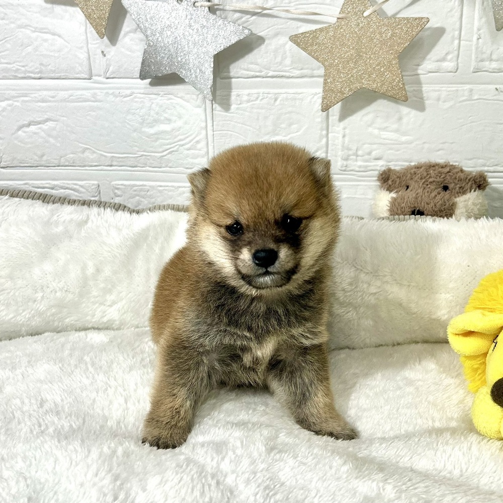 兵庫県の豆柴 (犬の家＆猫の里ニッケパークタウン加古川店/2025年12月13日生まれ/男の子/赤)の子犬の1枚目の画像