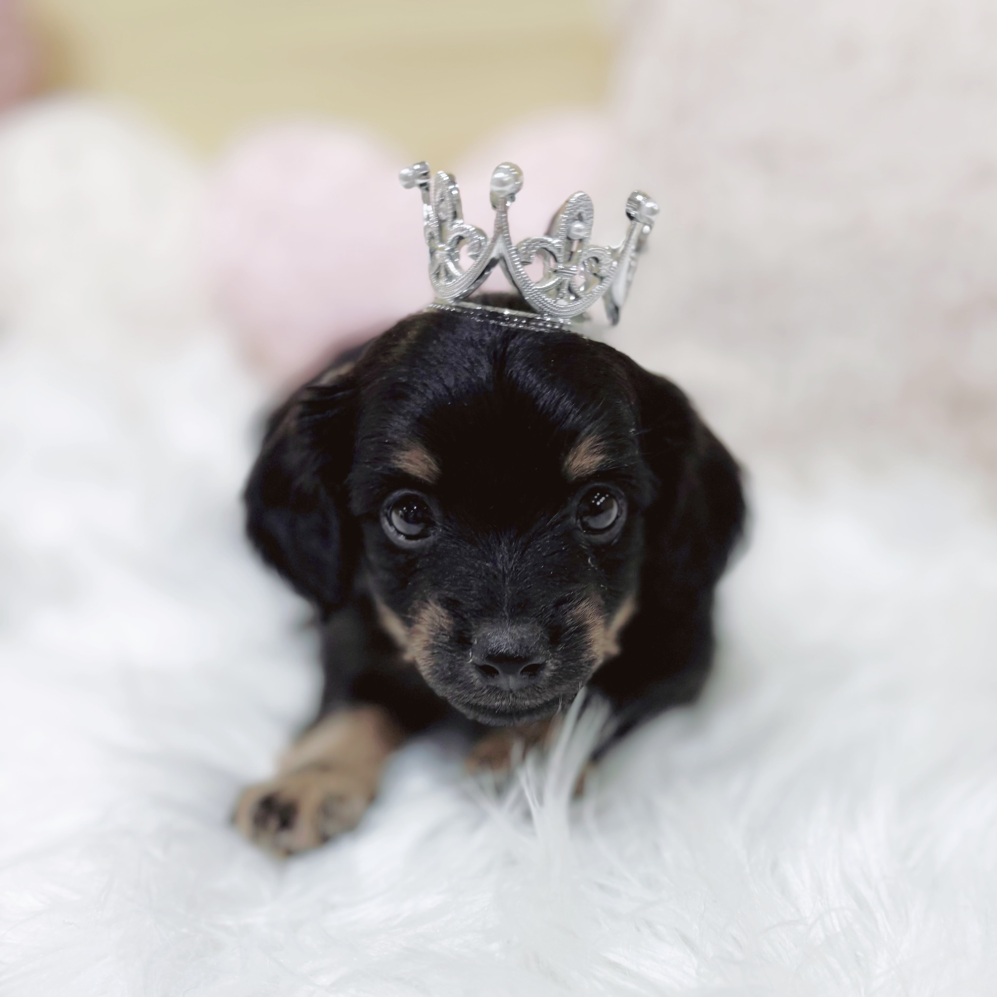 神奈川県のチワックス(チワワ×ダックス) (犬の家＆猫の里元住吉ブレーメン通り店/2026年1月26日生まれ/男の子/ブラックタン)の子犬の2枚目の画像