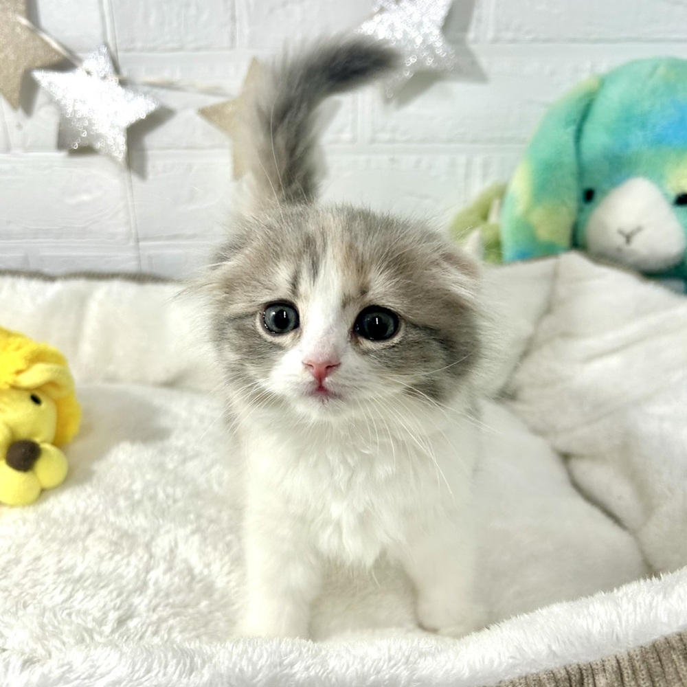 兵庫県のスコティッシュフォールド (犬の家＆猫の里ニッケパークタウン加古川店/2025年12月14日生まれ/女の子/ダイリュートキャリコ)の子猫の2枚目の画像