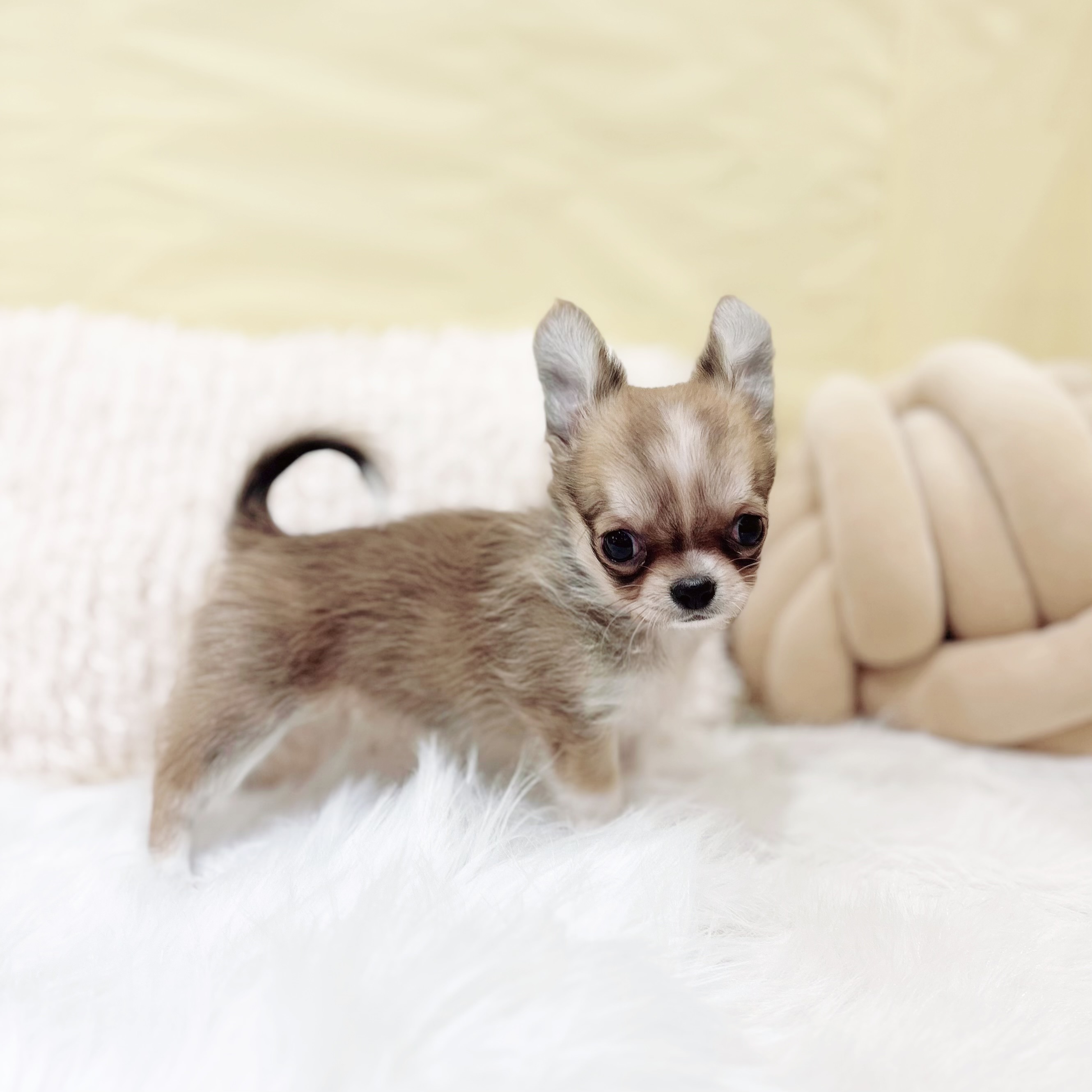 神奈川県のチワワ(ロング) (犬の家＆猫の里元住吉ブレーメン通り店/2026年1月27日生まれ/女の子/レッドホワイト)の子犬の2枚目の画像