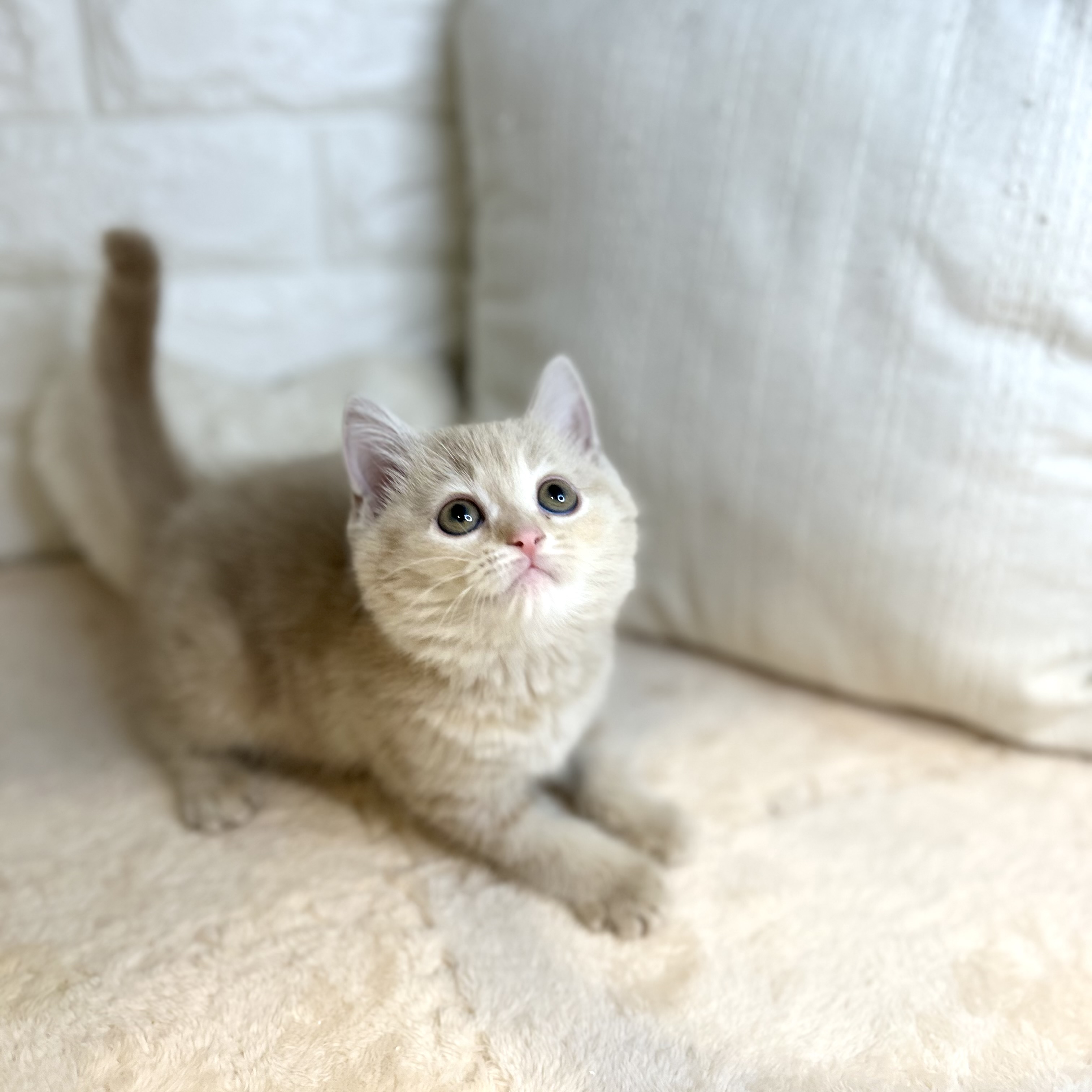 東京都のスコティッシュフォールド (犬の家＆猫の里新宿店/2026年1月25日生まれ/女の子/クリームタビー)の子猫の2枚目の画像