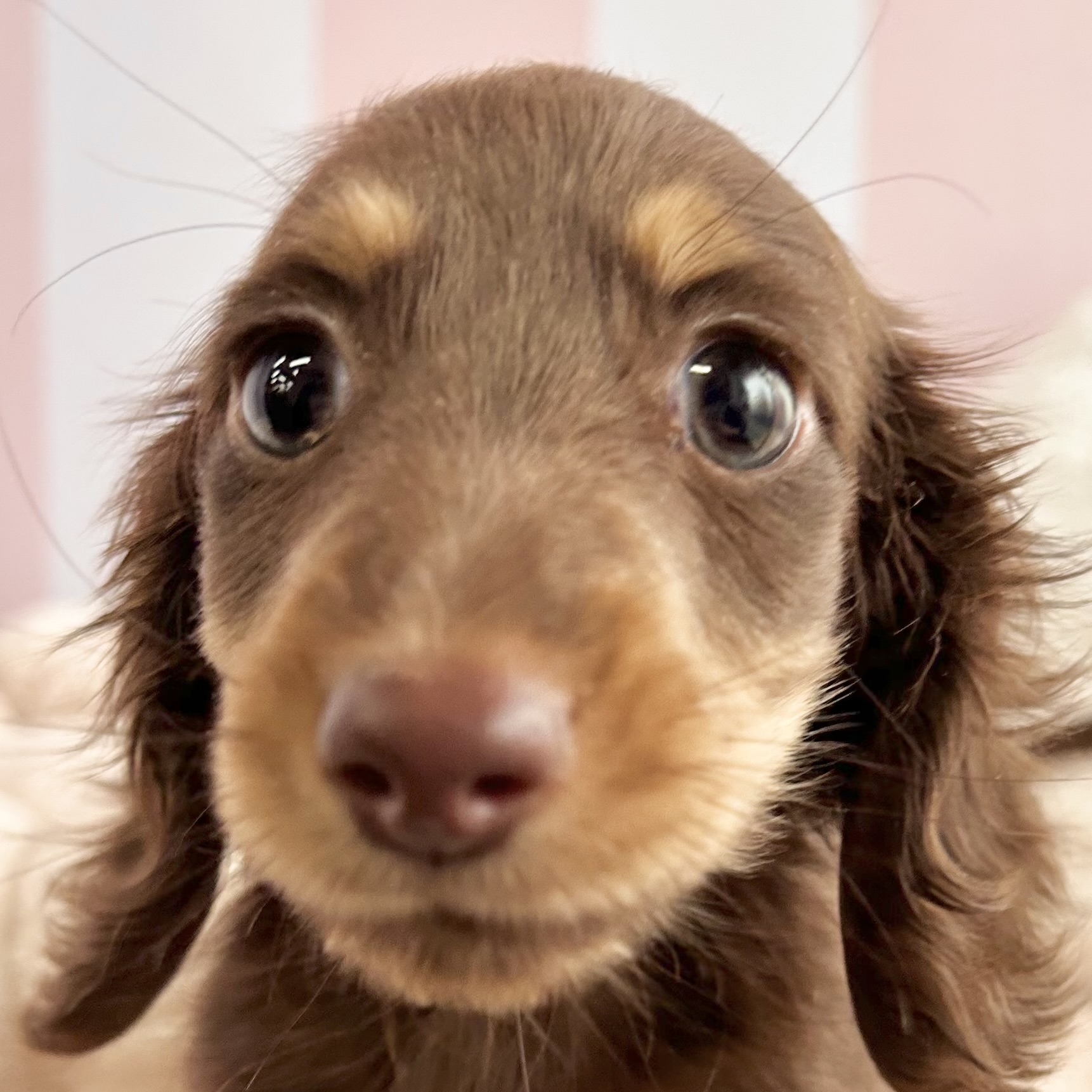 ミニチュアダックス男の子の写真