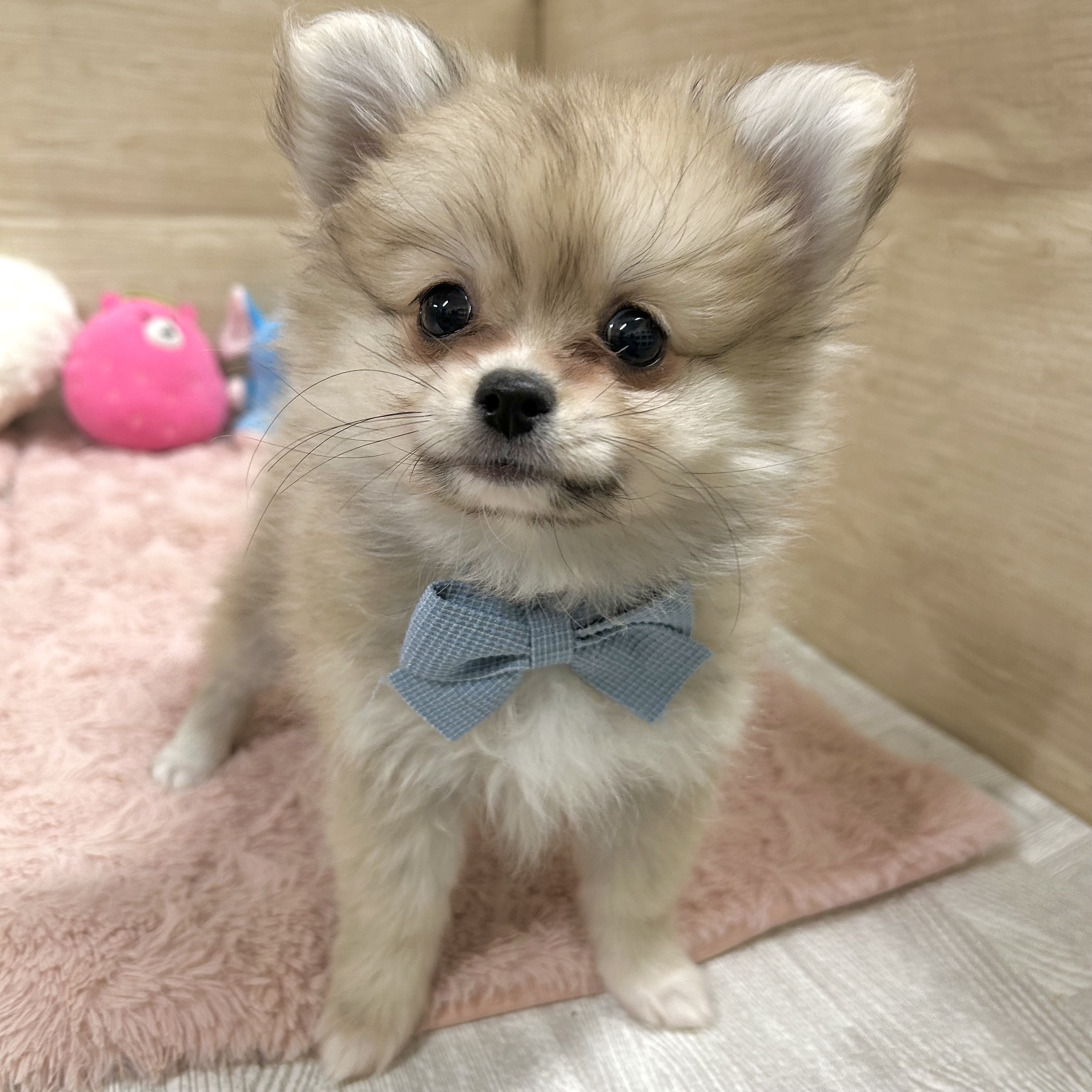 大阪府のポメチワ/チワポメ/ポメチー(ポメラニアン×チワワ) (犬の家＆猫の里そよら東岸和田店/2025年9月29日生まれ/女の子/フォーン)の子犬の2枚目の画像