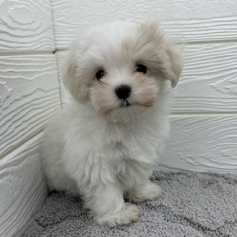 愛知県のマルチーズ (犬の家＆猫の里七宝店/2026年1月2日生まれ/女の子/ホワイト)の子犬の2枚目の画像