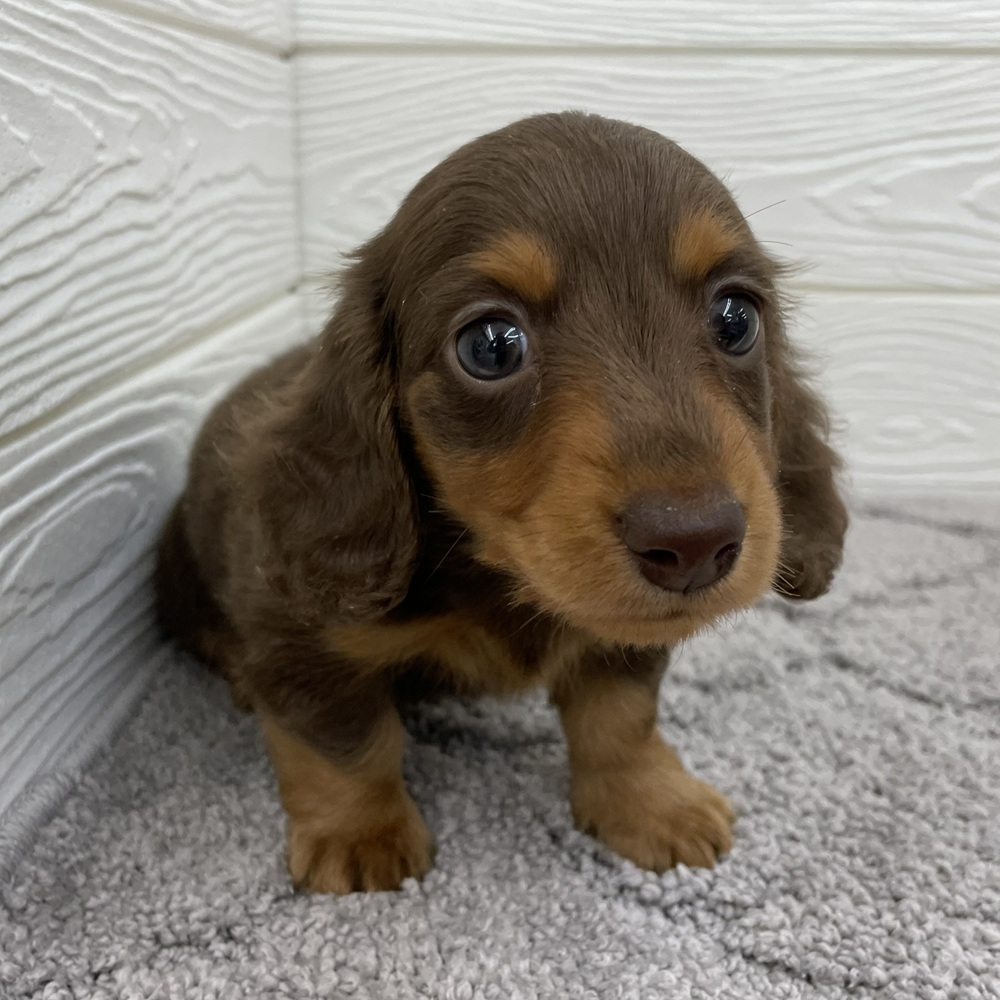 ミニチュアダックス男の子の写真