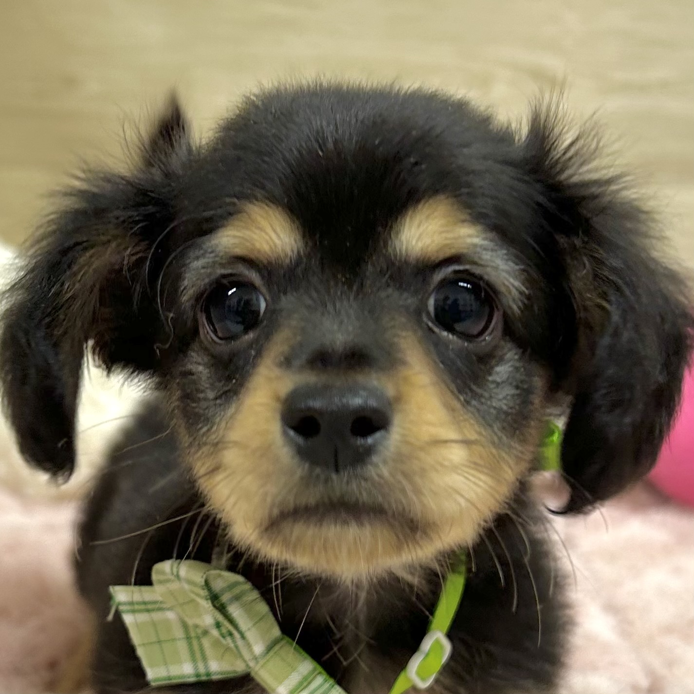 ハーフ犬男の子の写真