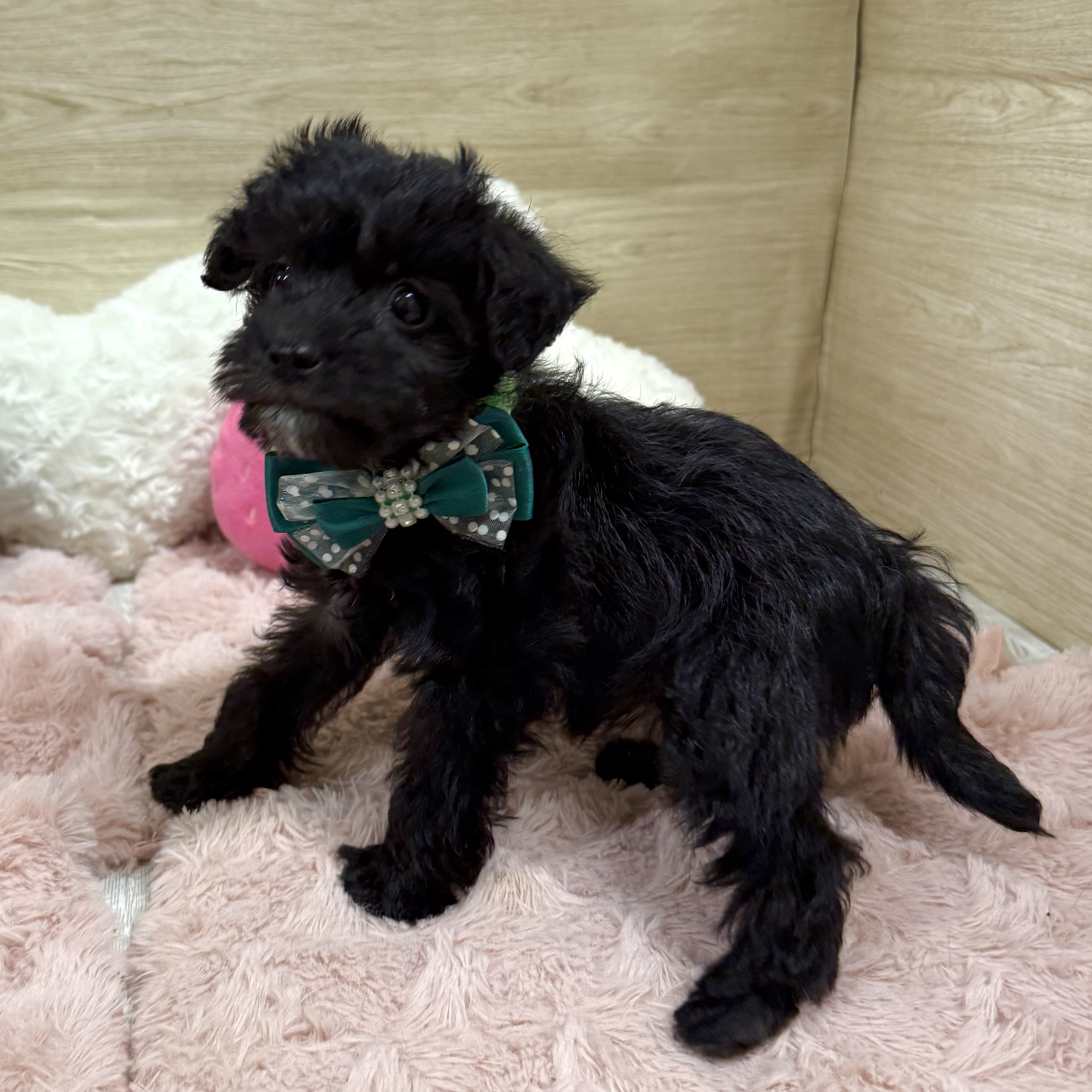 大阪府のシュナプー(シュナウザー×プードル) (犬の家＆猫の里そよら東岸和田店/2025年10月18日生まれ/女の子/ブラック)の子犬の2枚目の画像