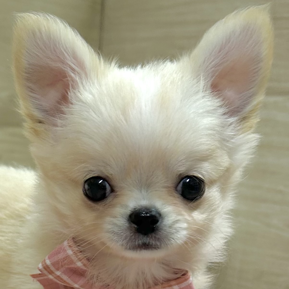 チワワ（ロング）女の子の写真