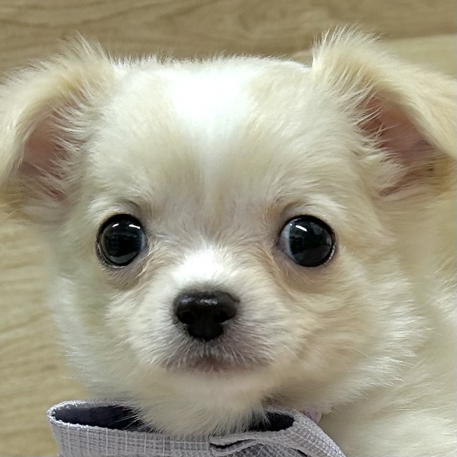 チワワ（ロング）男の子の写真