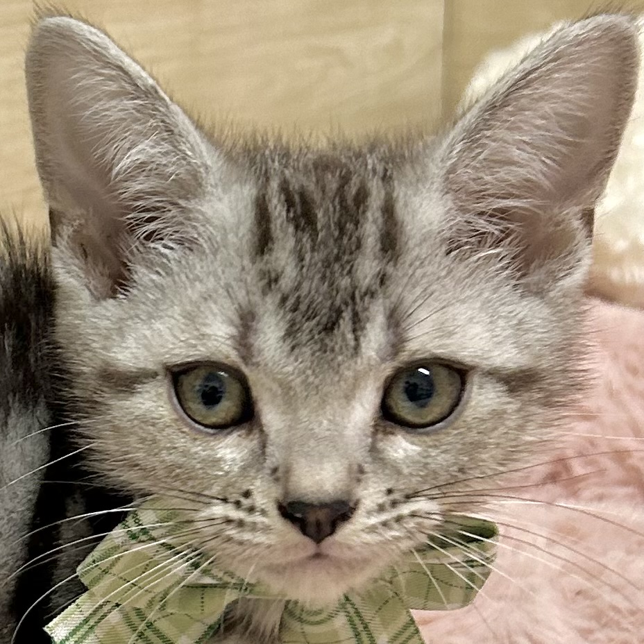 アメリカンショートヘア男の子の写真