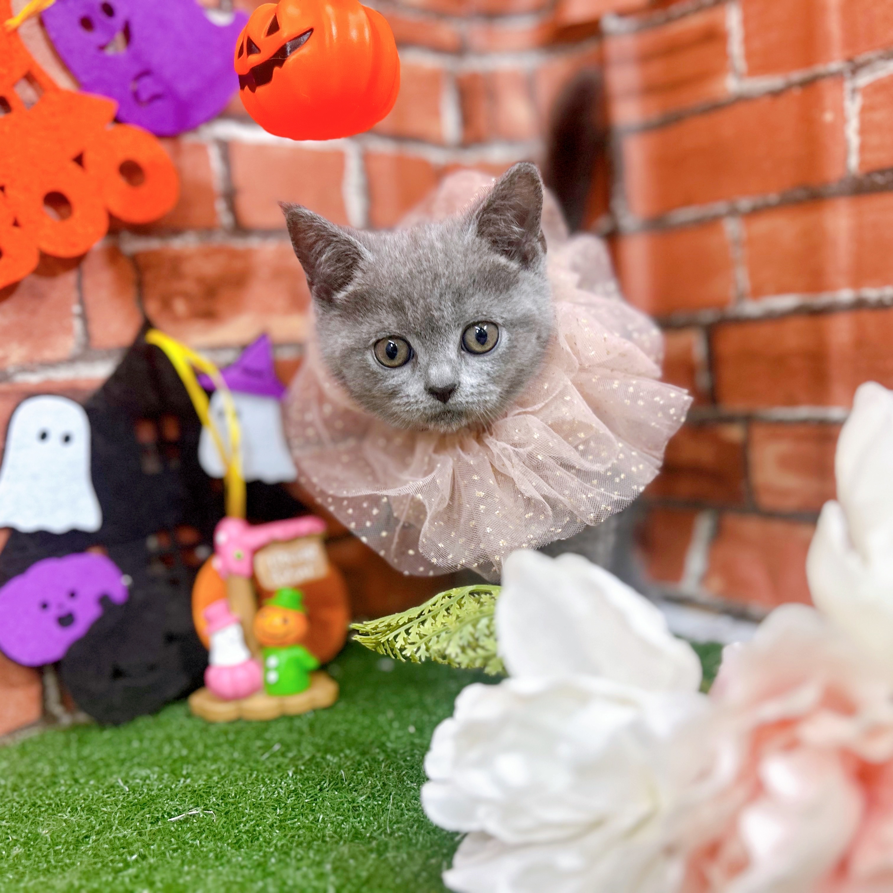 神奈川県のブリティッシュショートヘアー (犬の家＆猫の里小田原店/2025年8月14日生まれ/女の子/ブルー)の子猫の1枚目の画像