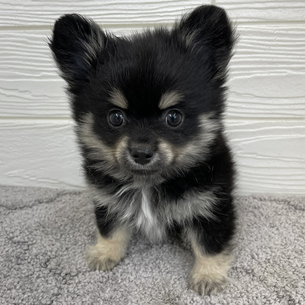 愛知県のポメチワ/チワポメ/ポメチー(ポメラニアン×チワワ) (犬の家＆猫の里七宝店/2026年1月6日生まれ/男の子/ブラックタンホワイト)の子犬の2枚目の画像