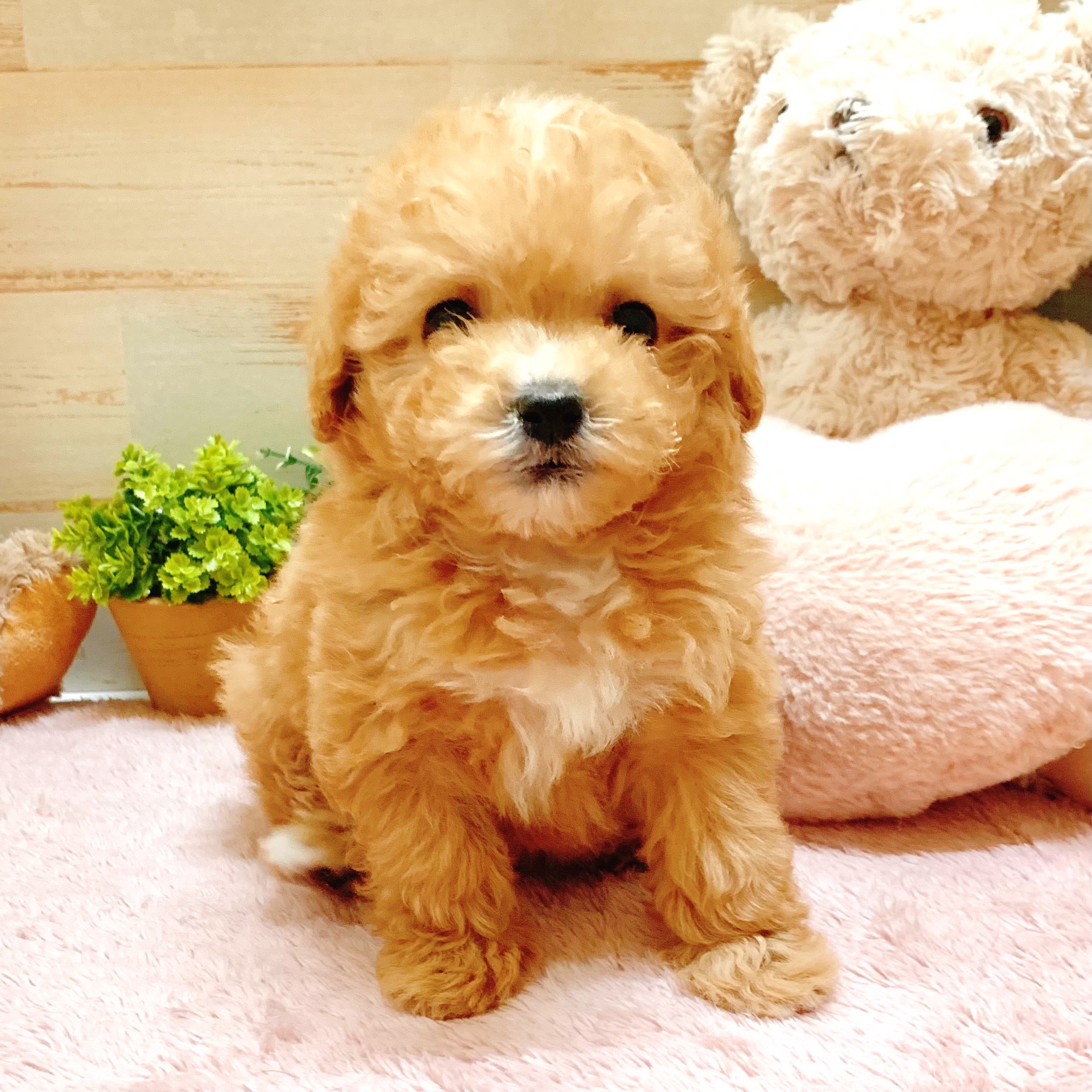 兵庫県のマルプー(マルチーズ×プードル) (犬の家＆猫の里神戸店/2026年2月6日生まれ/女の子/クリーム)の子犬の2枚目の画像