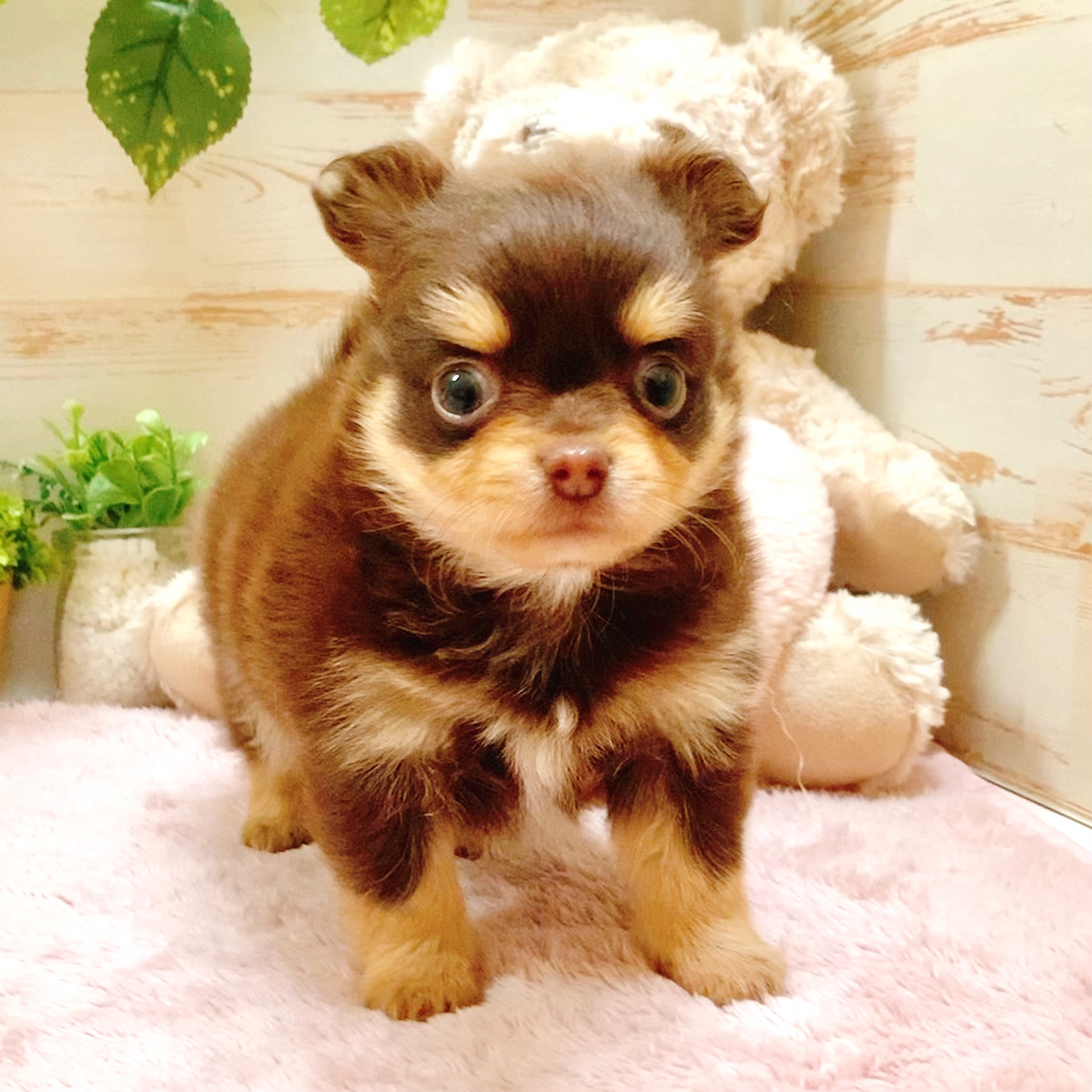 兵庫県のポメチワ/チワポメ/ポメチー(ポメラニアン×チワワ) (犬の家＆猫の里神戸店/2026年2月6日生まれ/男の子/チョコレートタン)の子犬の2枚目の画像