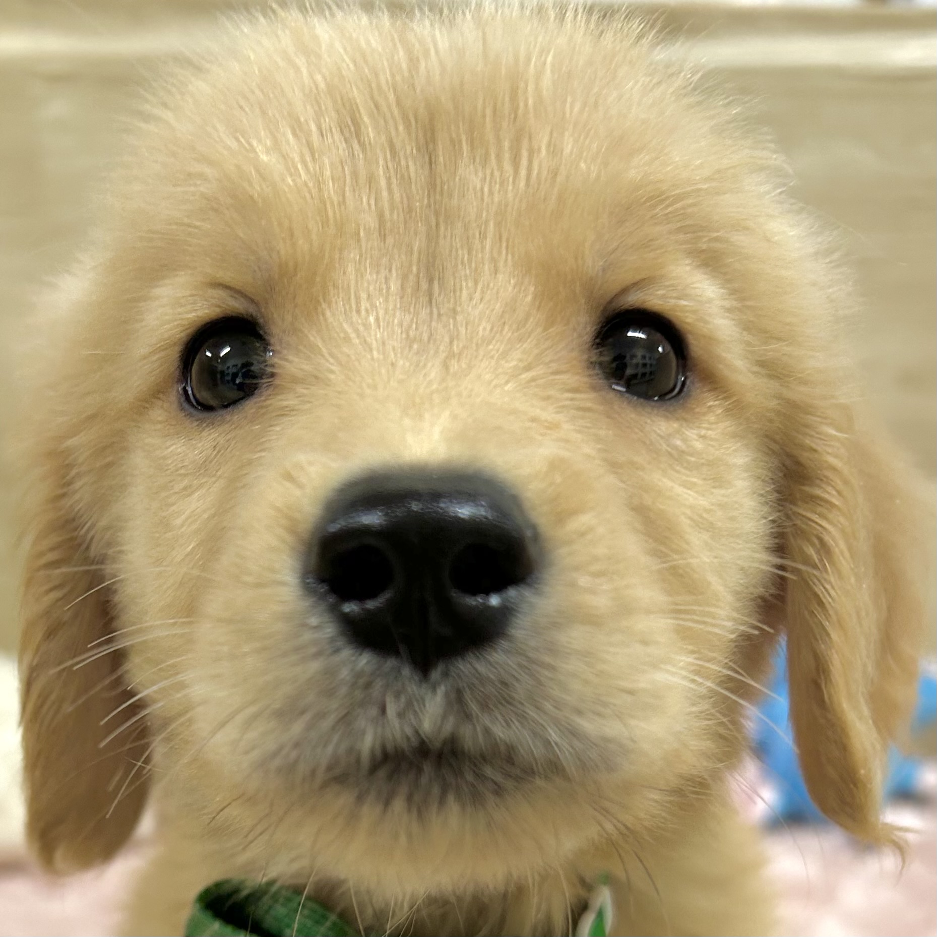 ゴールデンレトリバー男の子の写真