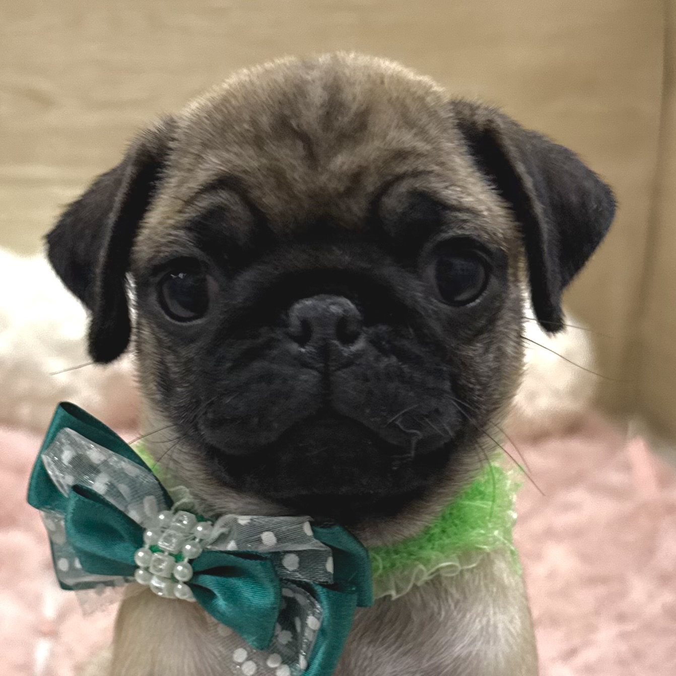 大阪府のパグ (犬の家＆猫の里そよら東岸和田店/2025年10月18日生まれ/女の子/フォーン)の子犬の1枚目の画像