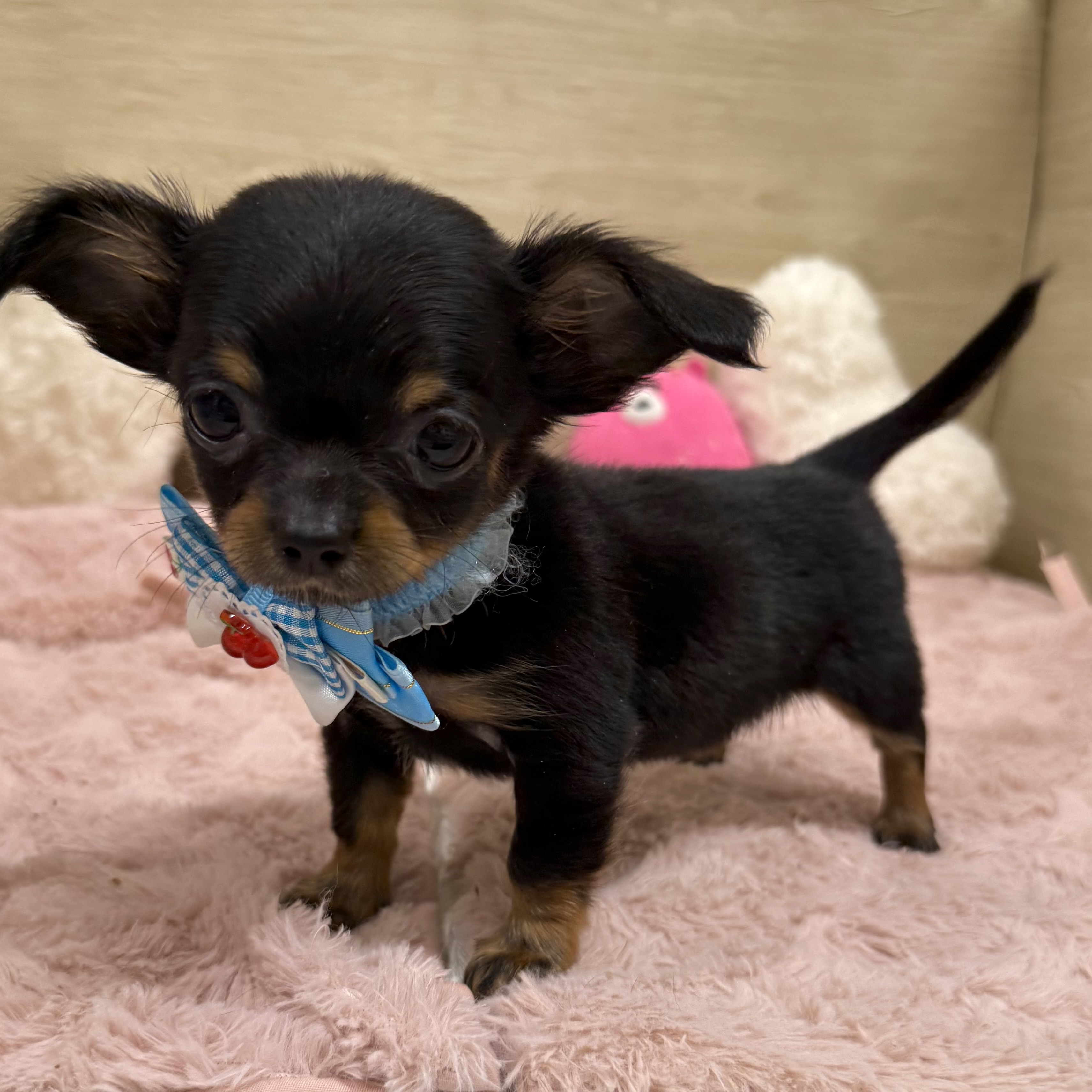 大阪府のチワックス(チワワ×ダックス) (犬の家＆猫の里そよら東岸和田店/2025年10月11日生まれ/女の子/ブラックタン)の子犬の2枚目の画像