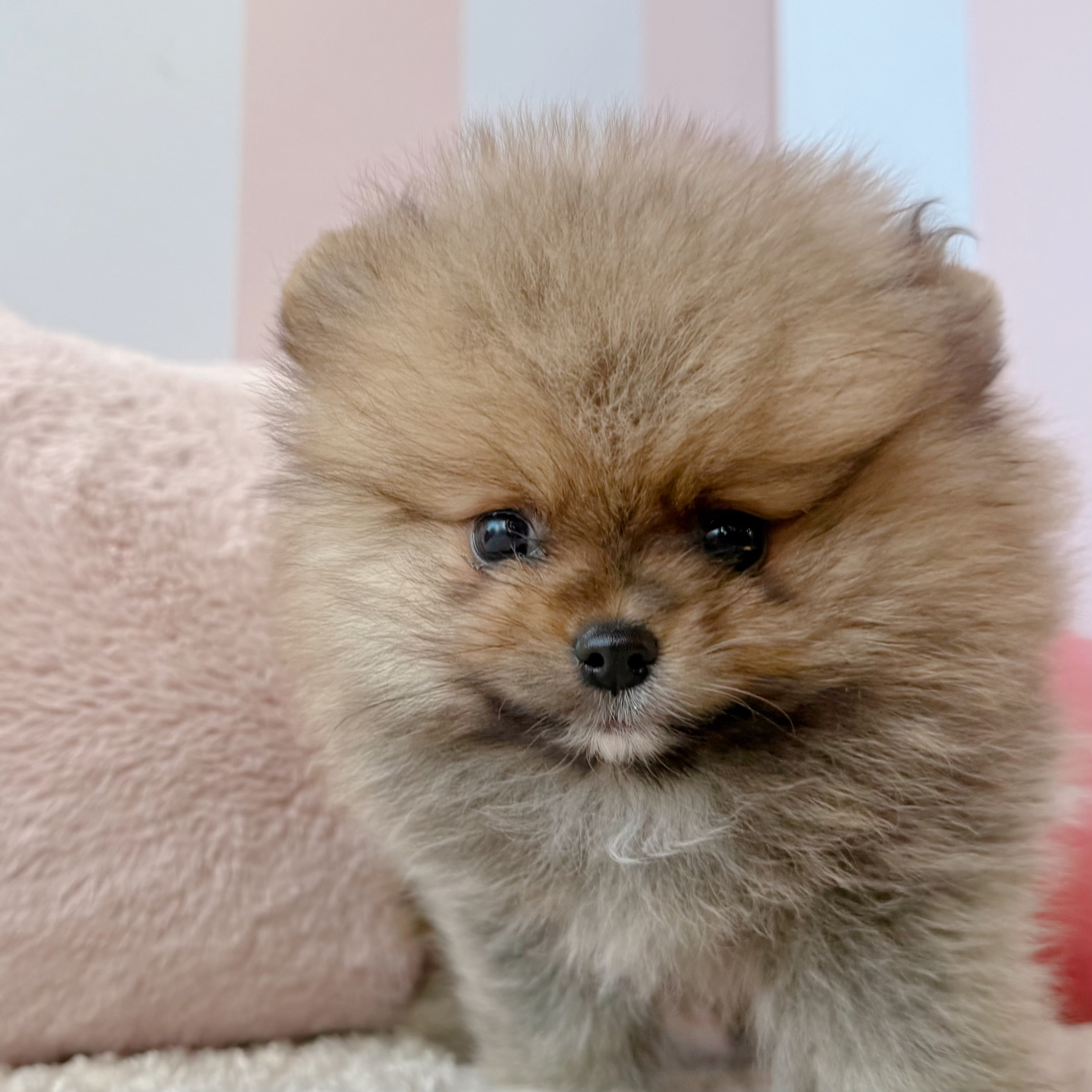 岡山県のポメラニアン (犬の家＆猫の里倉敷中庄店/2026年3月25日生まれ/女の子/オレンジ)の子犬の1枚目の画像