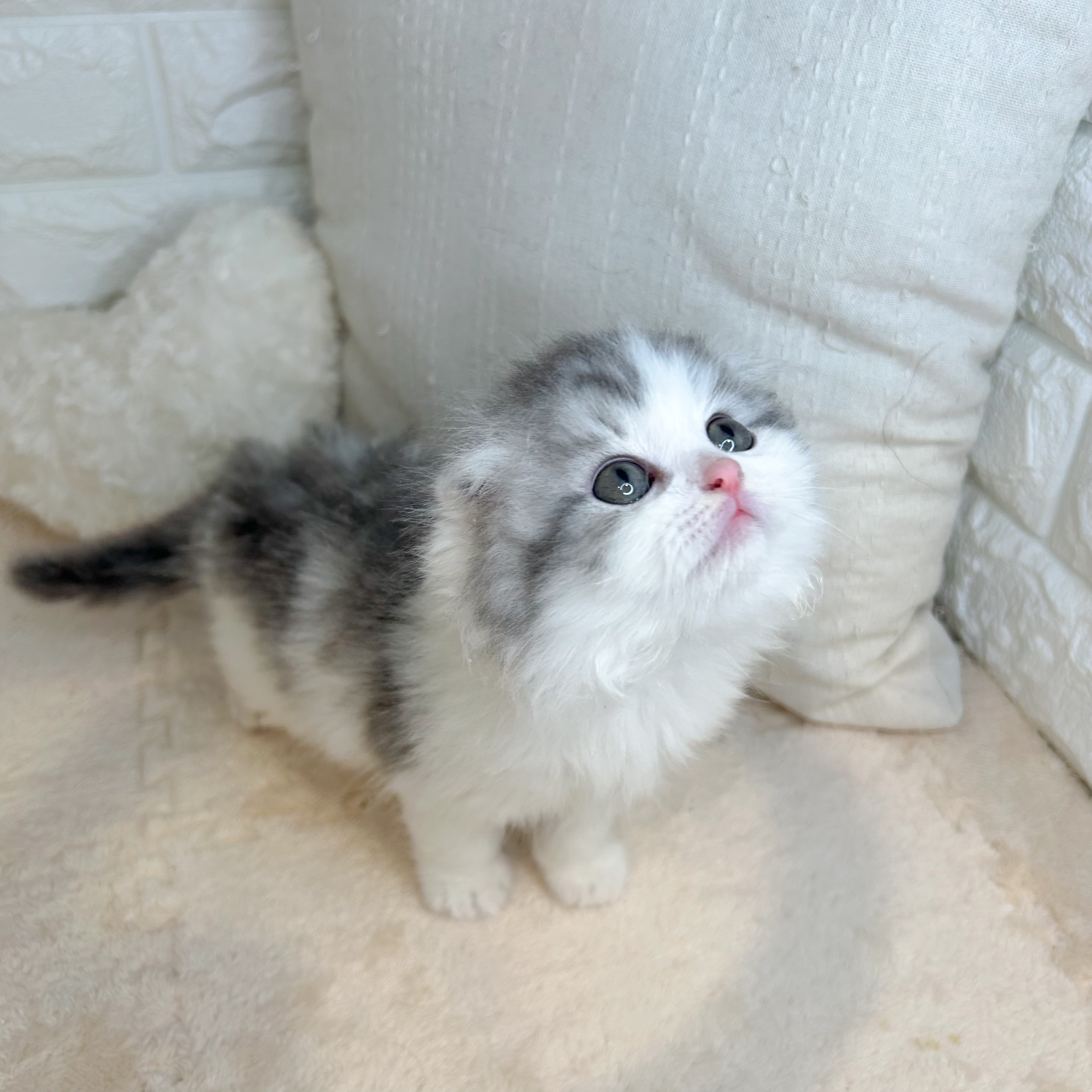 東京都のスコティッシュフォールド (犬の家＆猫の里新宿店/2026年2月2日生まれ/男の子/ブルータビーホワイト)の子猫の2枚目の画像