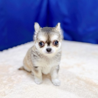 愛知県のチワワ(ロング) (犬の家＆猫の里MEGAドン・キホーテ東海名和店/2025年6月24日生まれ/女の子/セーブルホワイト)の子犬の2枚目の画像