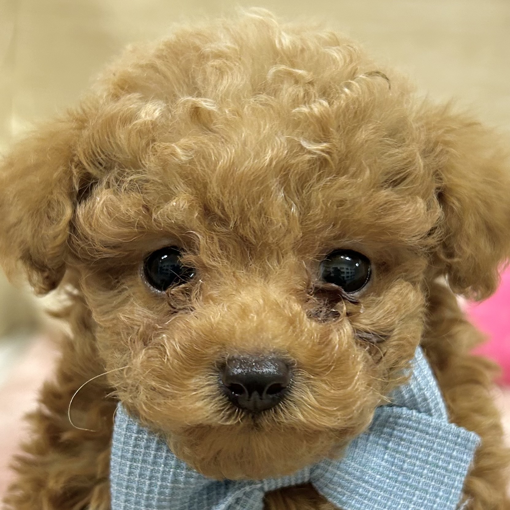 タイニープードル男の子の写真