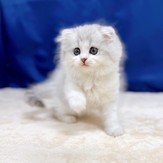 愛知県のスコティッシュフォールド (犬の家＆猫の里一宮店/2025年6月24日生まれ/男の子/シルバータビーホワイト)の子猫の2枚目の画像