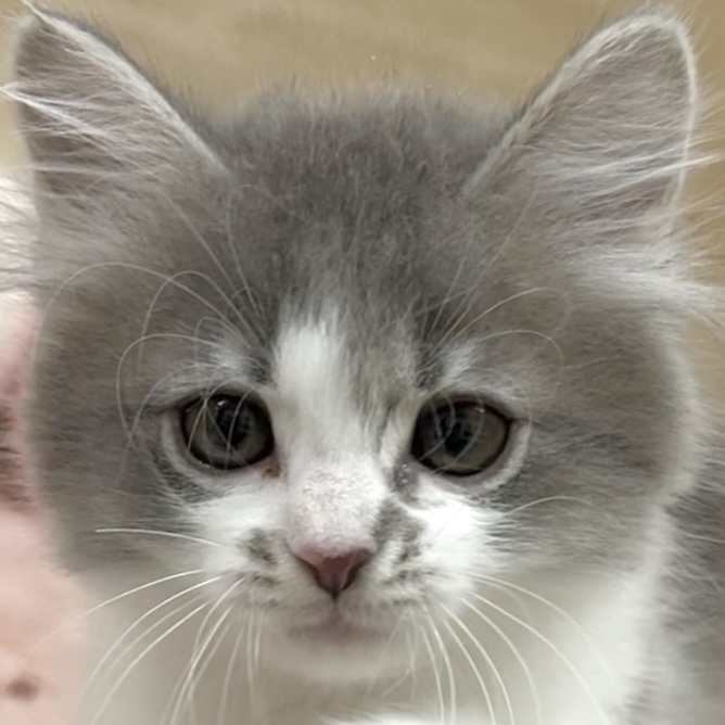 ミヌエット女の子の写真