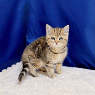愛知県のスコティッシュストレート (犬の家＆猫の里一宮店/2025年11月16日生まれ/女の子/ブラウンパッチドタビー)の子猫の2枚目の画像