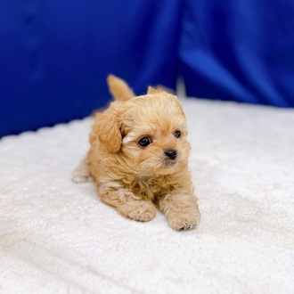 愛知県のチワプー/プーチー(チワワ×プードル) (犬の家＆猫の里一宮店/2025年11月19日生まれ/男の子/アプリコット)の子犬の2枚目の画像