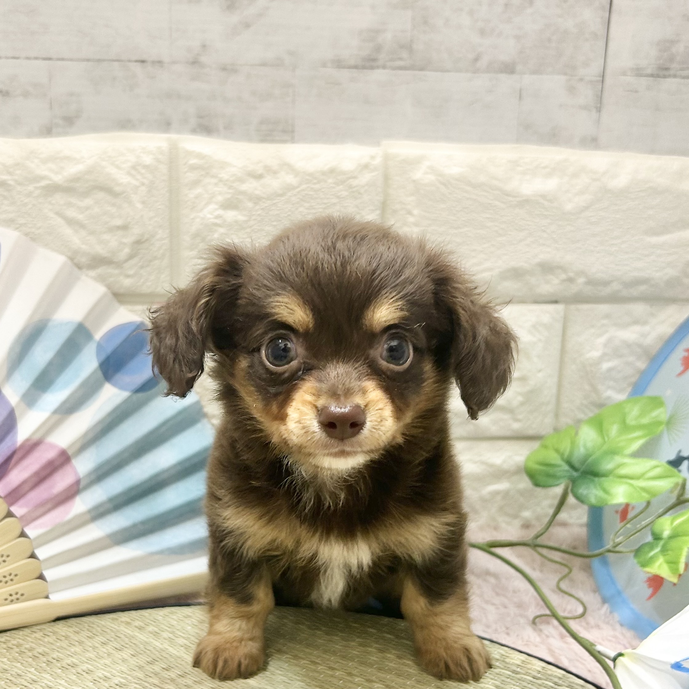 静岡県のチワックス(チワワ×ダックス) (犬の家＆猫の里プレ葉ウォーク浜北店/2026年5月18日生まれ/男の子/チョコレートタン)の子犬の1枚目の画像