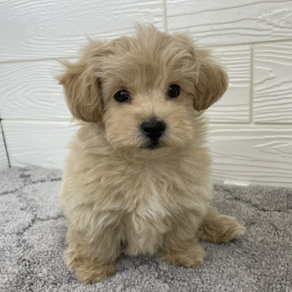 愛知県のマルプー(マルチーズ×プードル) (犬の家＆猫の里七宝店/2026年1月7日生まれ/男の子/クリーム)の子犬の2枚目の画像
