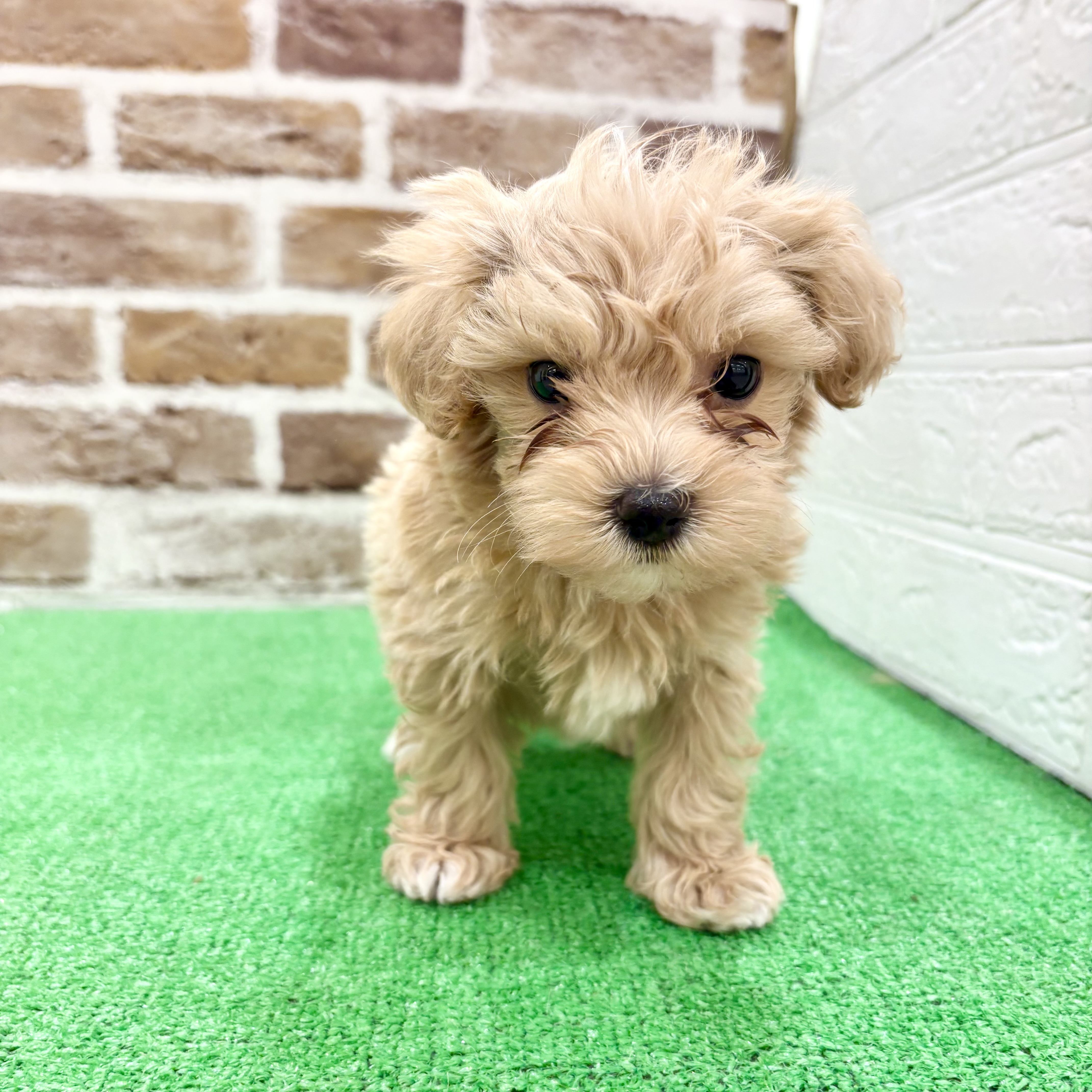 三重県のマルプー(マルチーズ×プードル) (犬の家＆猫の里三重桑名店/2025年12月24日生まれ/男の子/クリーム)の子犬の2枚目の画像