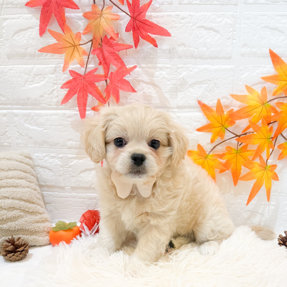 静岡県のペキプー(ペキニーズ×プードル) (犬の家＆猫の里富士店/2025年9月4日生まれ/男の子/クリーム)の子犬の1枚目の画像