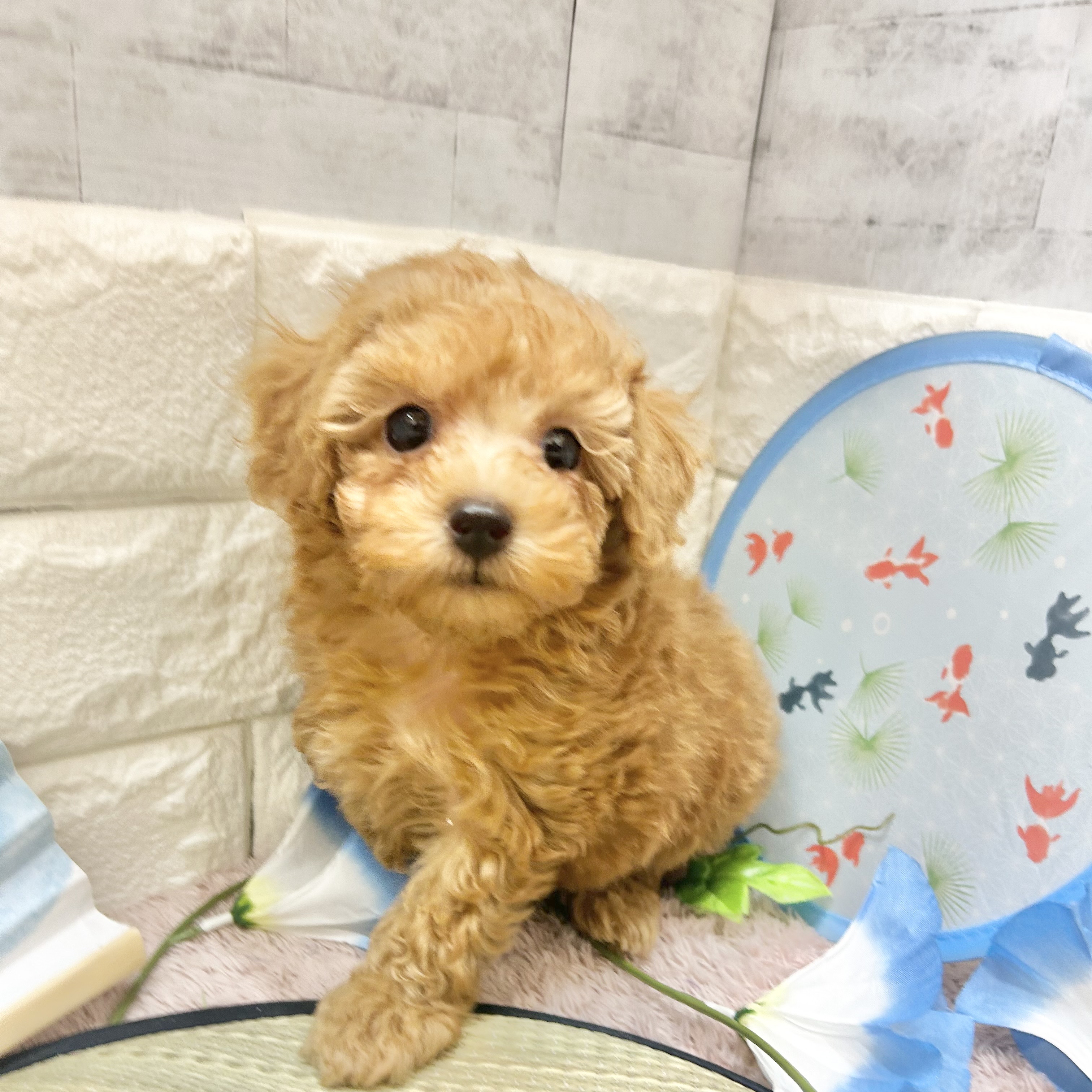 静岡県のトイプードル(トイ) (犬の家＆猫の里プレ葉ウォーク浜北店/2026年5月17日生まれ/男の子/アプリコット)の子犬の2枚目の画像