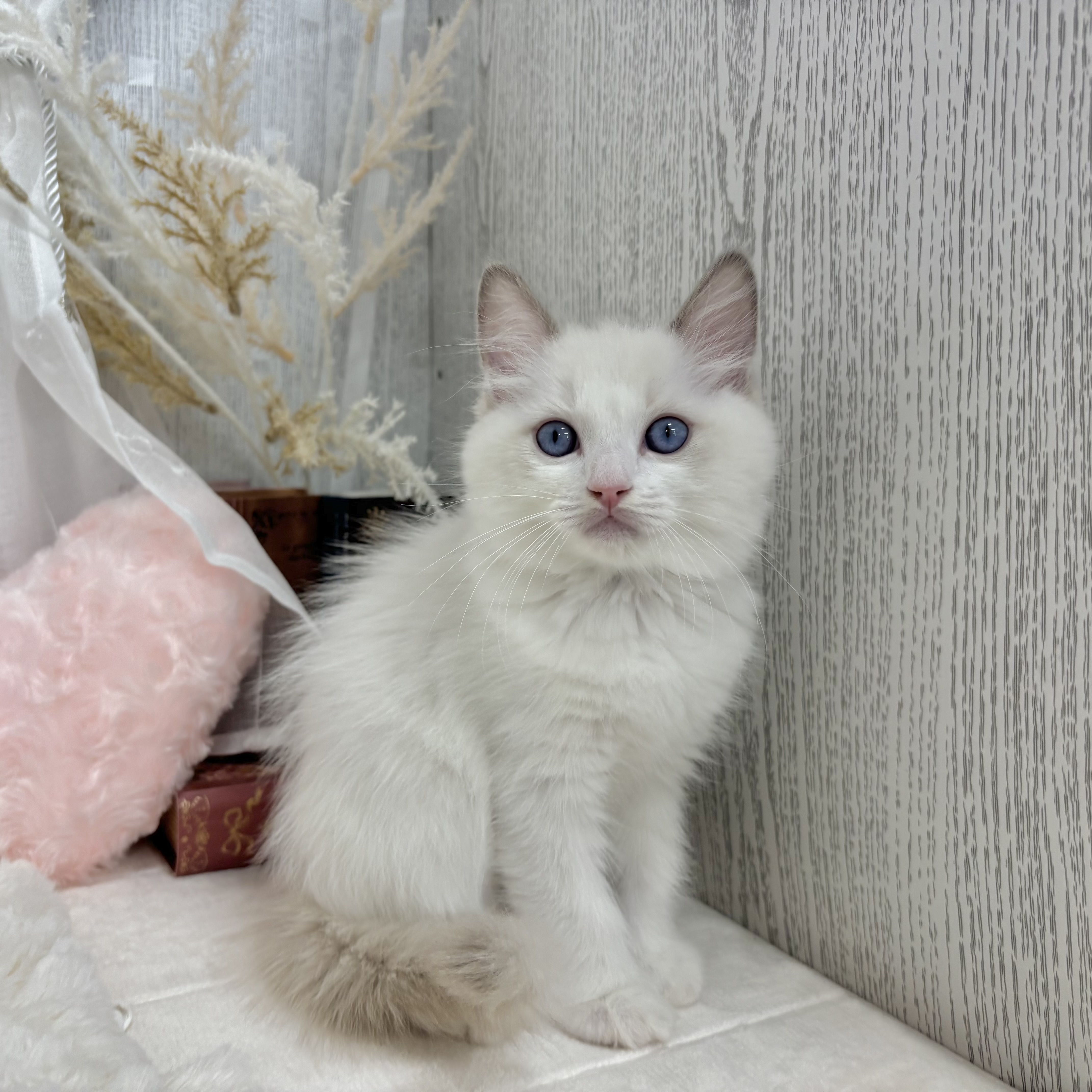 神奈川県のラグドール (犬の家＆猫の里相模原店/2025年6月25日生まれ/男の子/ブルーポイントバイカラー)の子猫の2枚目の画像