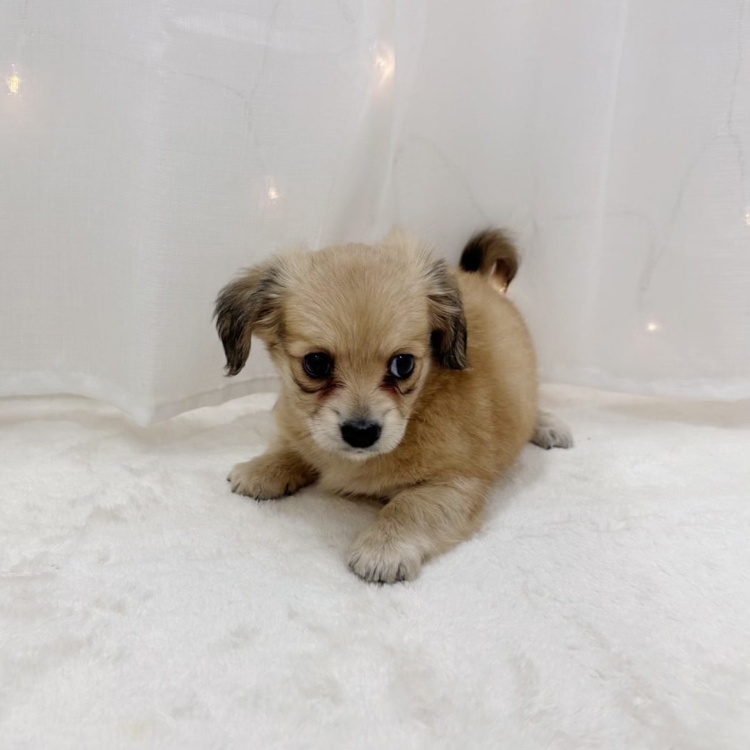 千葉県のチワックス(チワワ×ダックス) (犬の家＆猫の里BIGHOPガーデンモール印西店/2025年8月5日生まれ/女の子/レッド)の子犬の2枚目の画像
