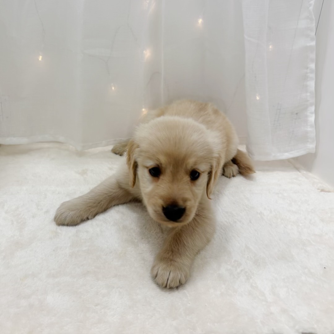 千葉県のゴールデンレトリバー (犬の家＆猫の里BIGHOPガーデンモール印西店/2025年8月1日生まれ/女の子/ゴールデン)の子犬の2枚目の画像