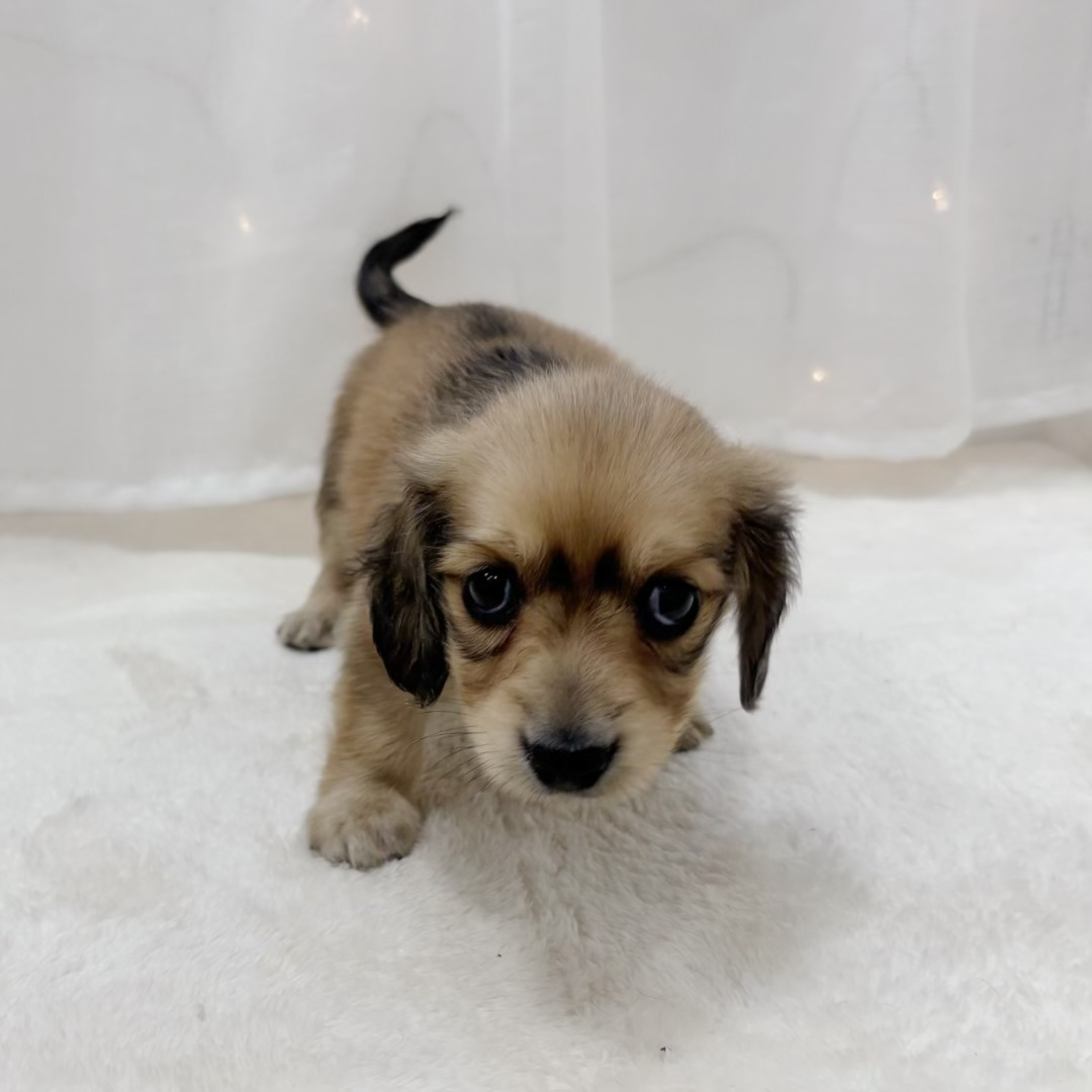 千葉県のミニチュアダックスフンド(ロング) (犬の家＆猫の里BIGHOPガーデンモール印西店/2025年8月2日生まれ/男の子/レッド)の子犬の2枚目の画像