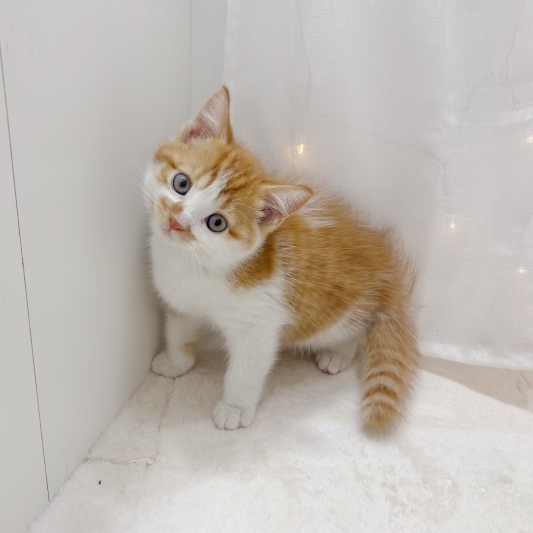 千葉県のマンチカン (犬の家＆猫の里BIGHOPガーデンモール印西店/2025年8月2日生まれ/男の子/レッドタビーホワイト)の子猫の2枚目の画像