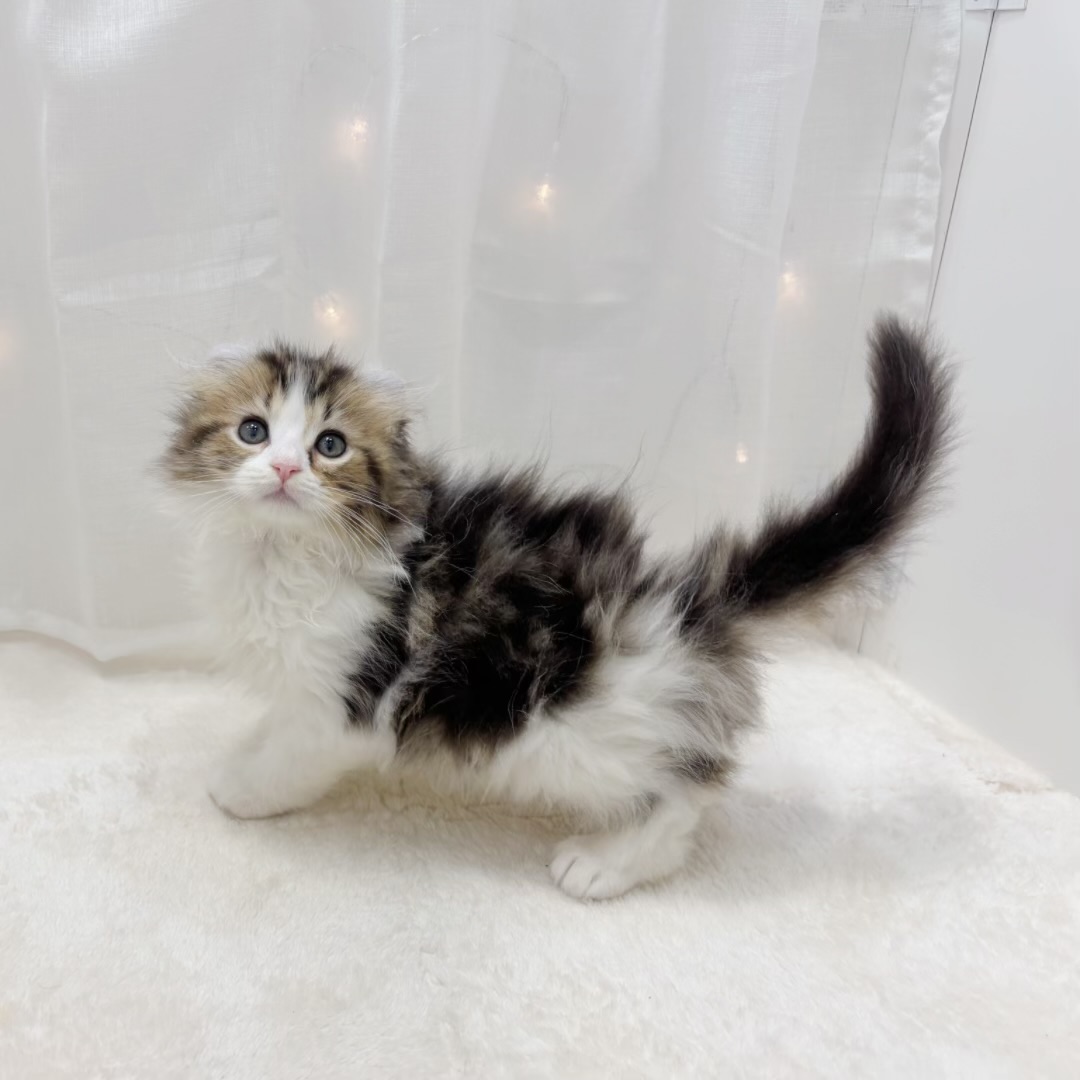 千葉県のアメリカンカール (犬の家＆猫の里BIGHOPガーデンモール印西店/2025年7月30日生まれ/男の子/ブラウンタビーホワイト)の子猫の2枚目の画像