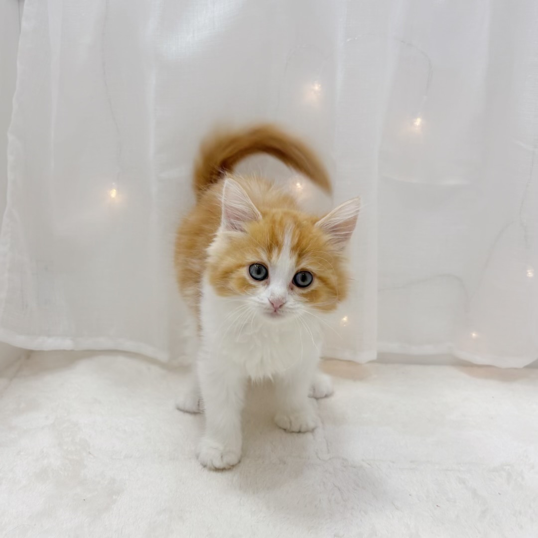 千葉県のサイベリアン (犬の家＆猫の里BIGHOPガーデンモール印西店/2025年8月1日生まれ/女の子/レッドタビーホワイト)の子猫