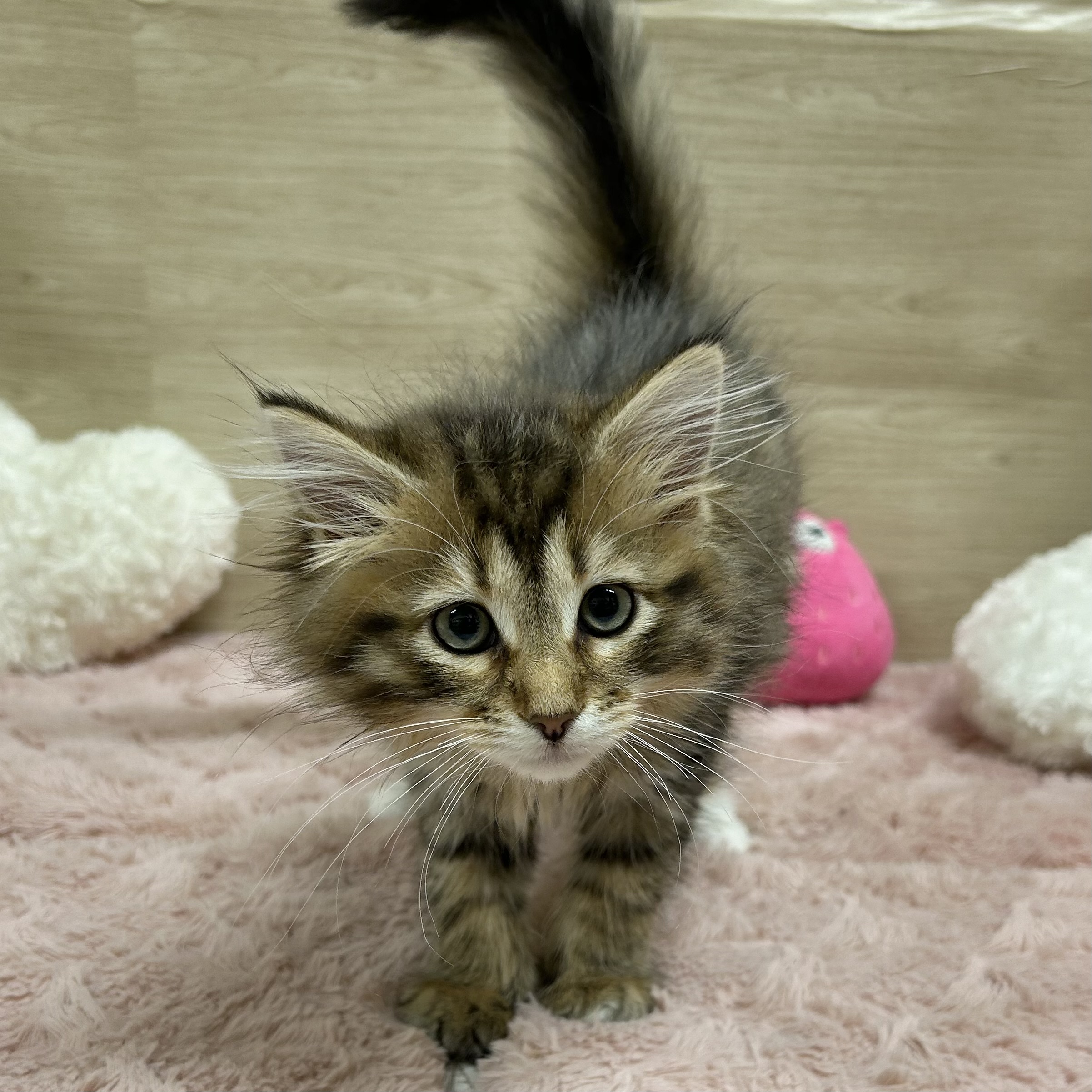 大阪府のサイベリアン (犬の家＆猫の里そよら東岸和田店/2025年6月29日生まれ/女の子/ブラウンマッカレルタビーホワイト)の子猫の2枚目の画像
